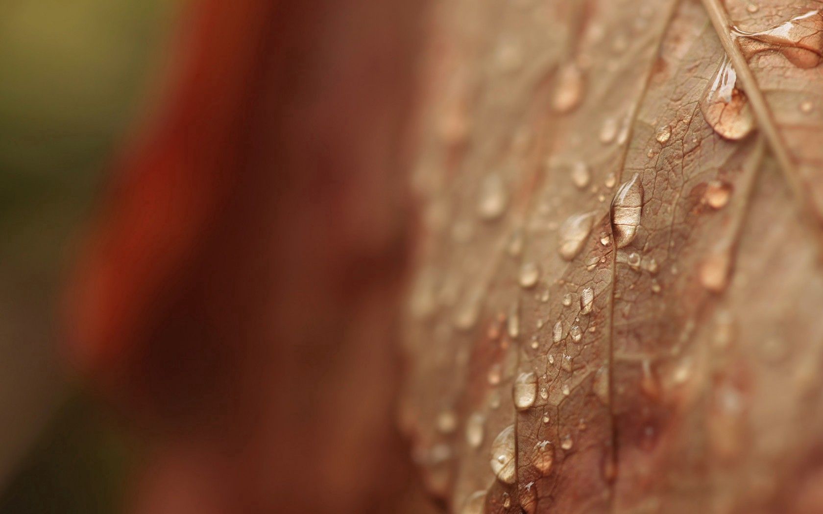 Full HD drops, autumn, macro, sheet, leaf, dry, veins