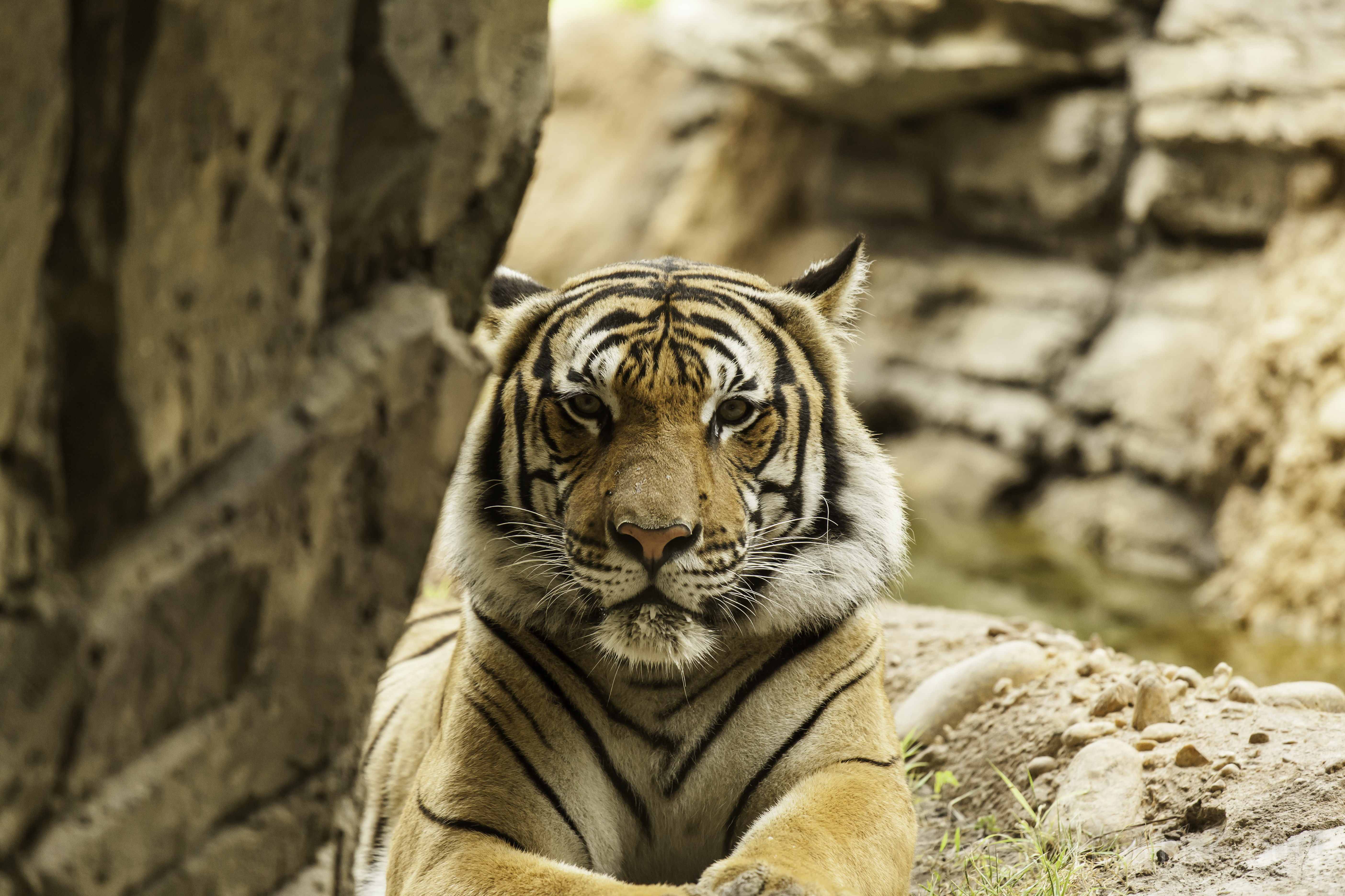 big cat, animals, predator, tiger, stripes, streaks, grozny, fearsome 1080p