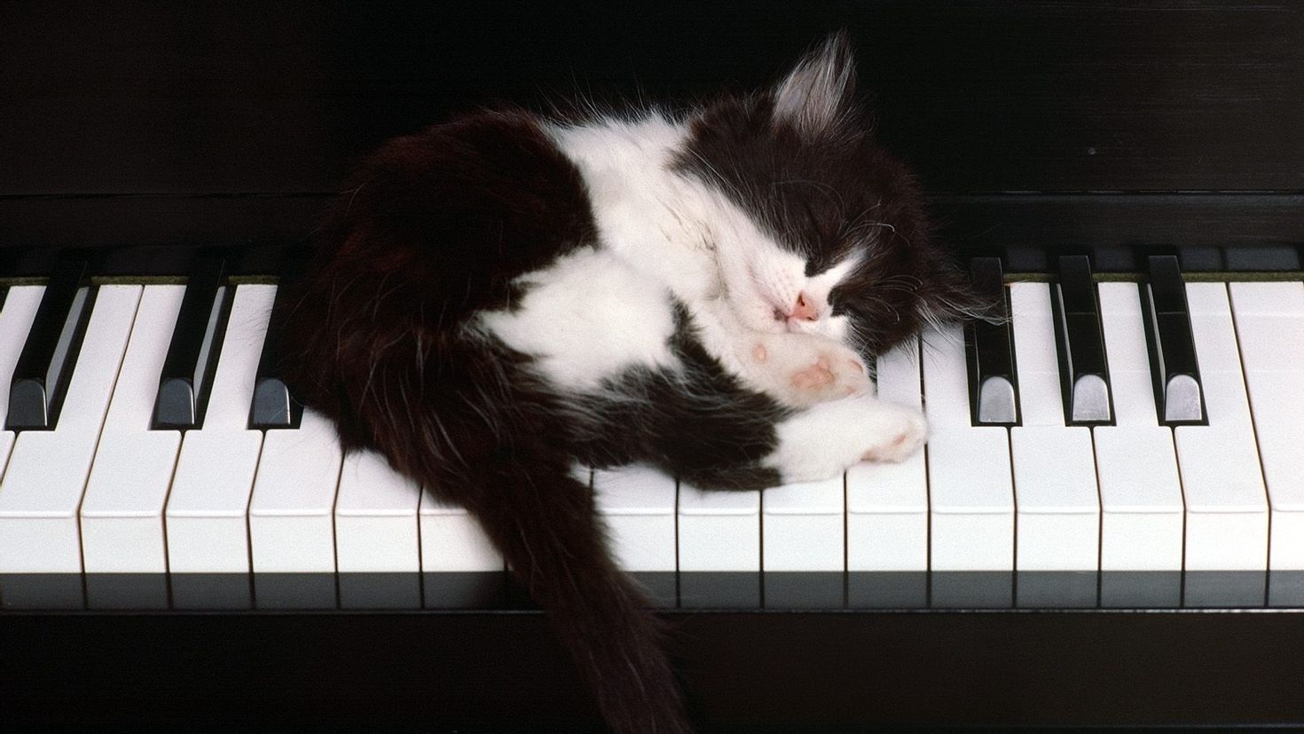 Музыка под кошку. Кот на пианино. Котик на пианино. Музыкальные коты. Кошка на пианино.