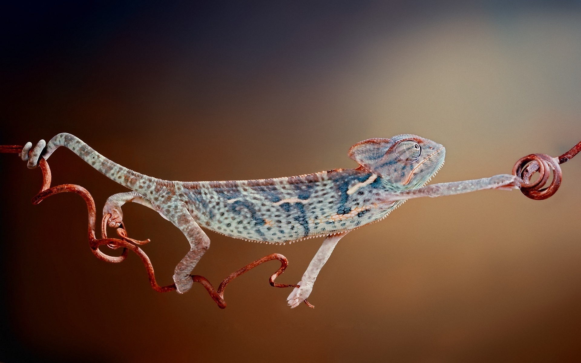 animal, chameleon, reptiles Smartphone Background
