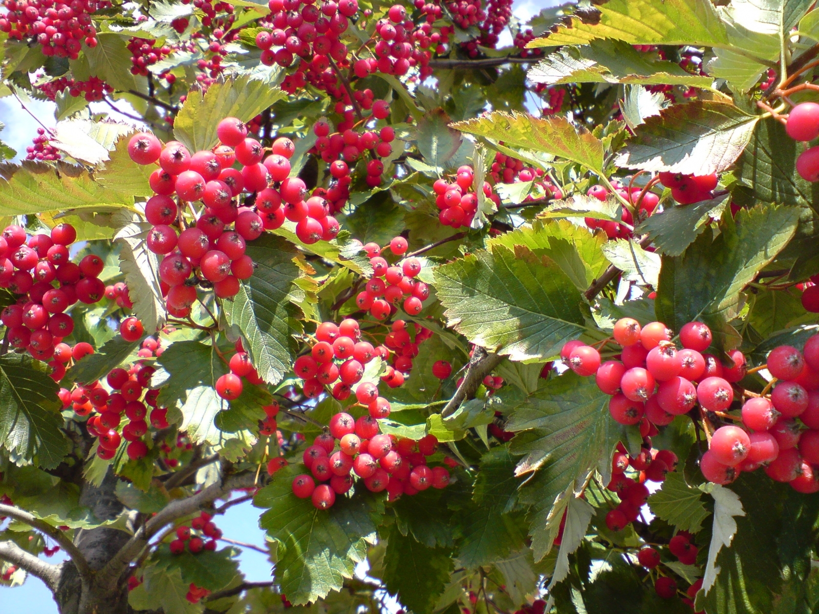 Handy-Wallpaper Pflanzen, Obst, Berries kostenlos herunterladen.
