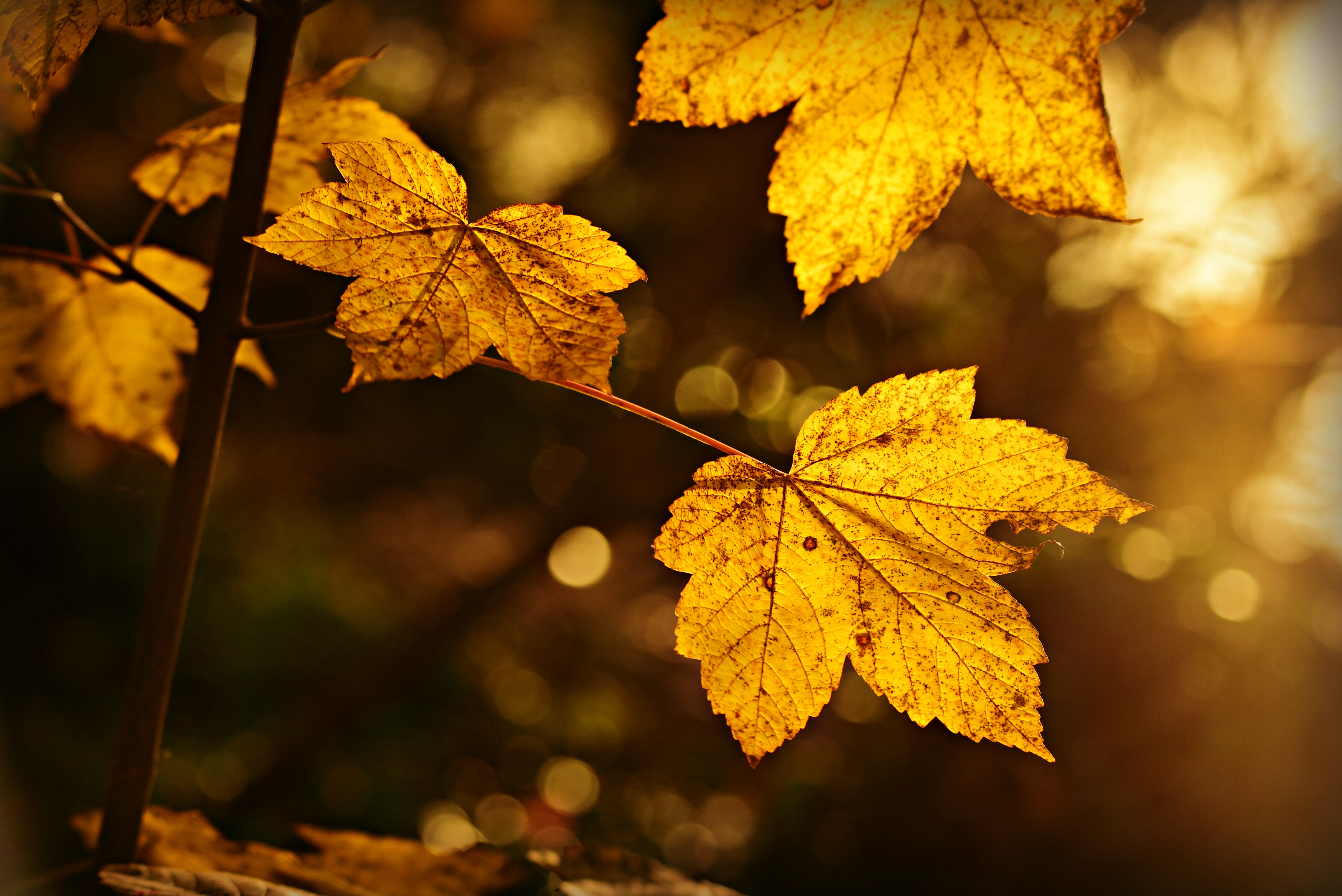 leaf, autumn, sheet, blur, branch, macro, smooth phone background