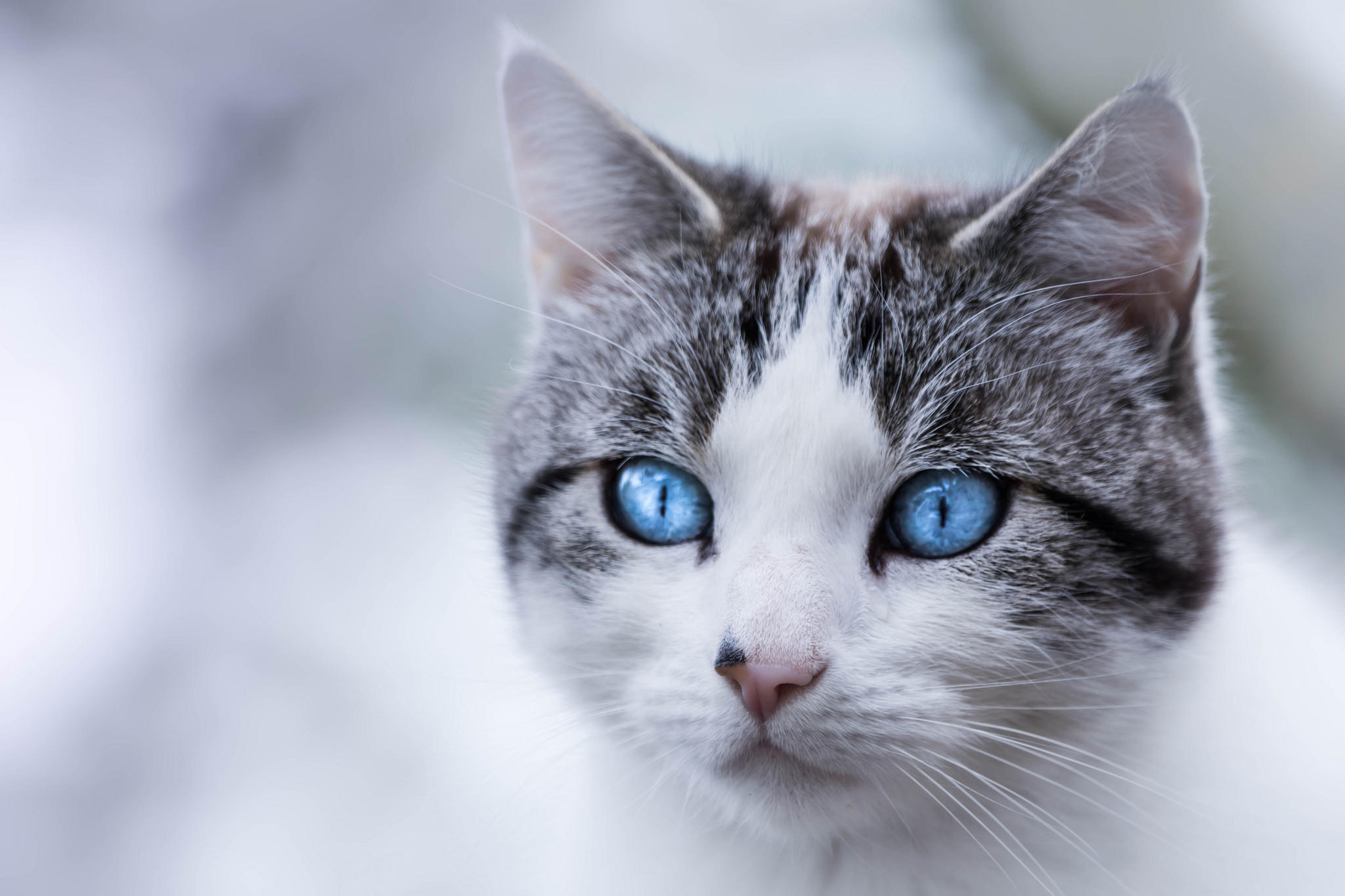 385743 descargar fondo de pantalla animales, gato, ojos azules, de cerca, cabeza, gatos: protectores de pantalla e imágenes gratis
