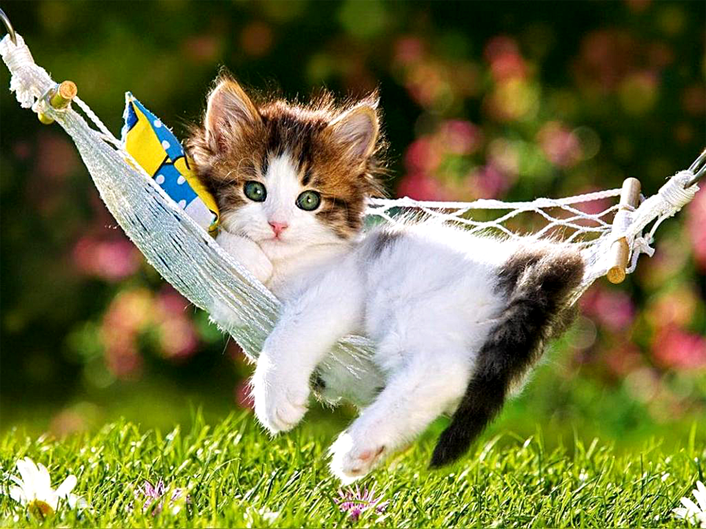 cute, grass, cats, animal, cat, hammock, kitten Full HD