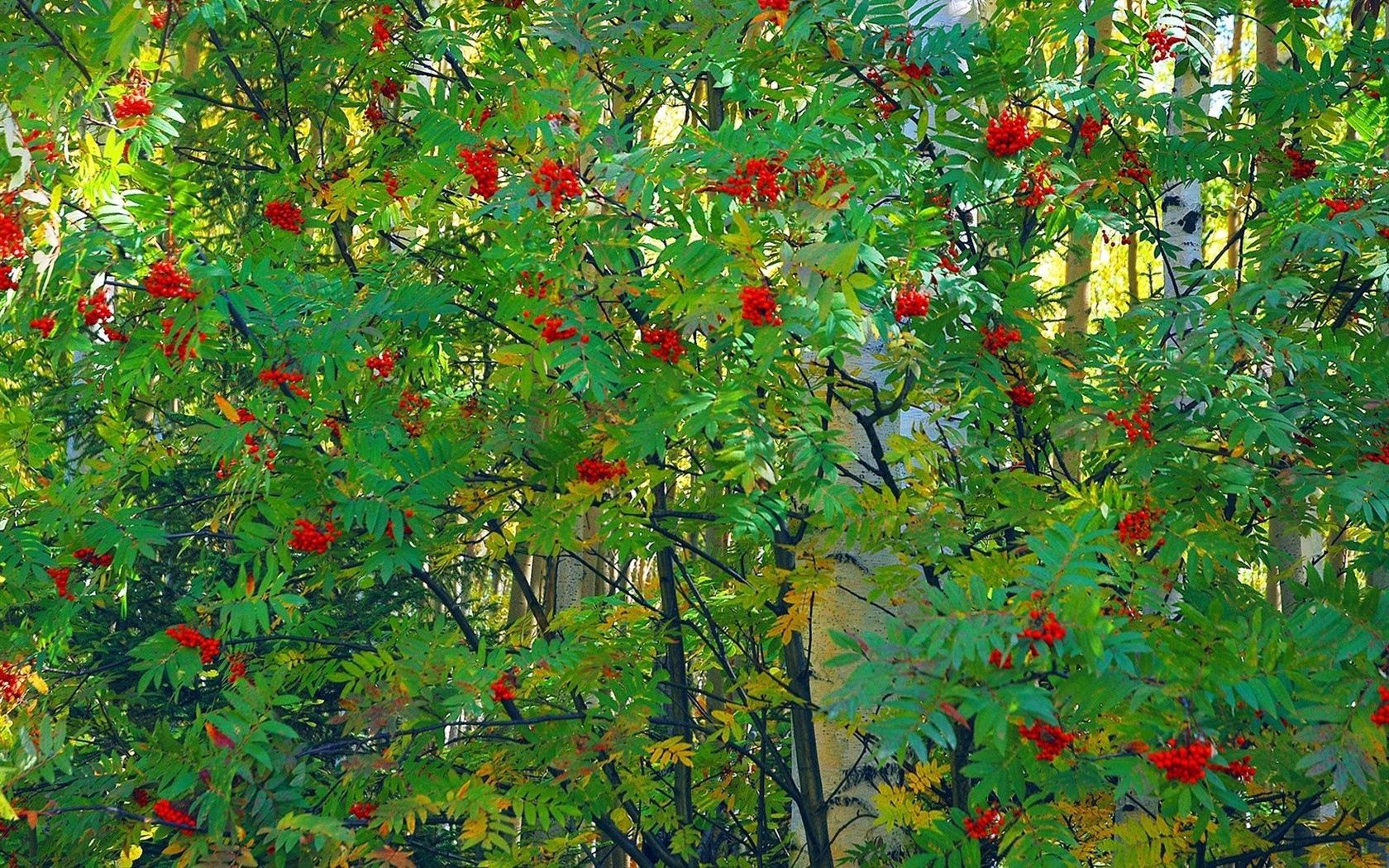 wood, autumn, nature, leaves, tree, berry, fruit, rowan Full HD