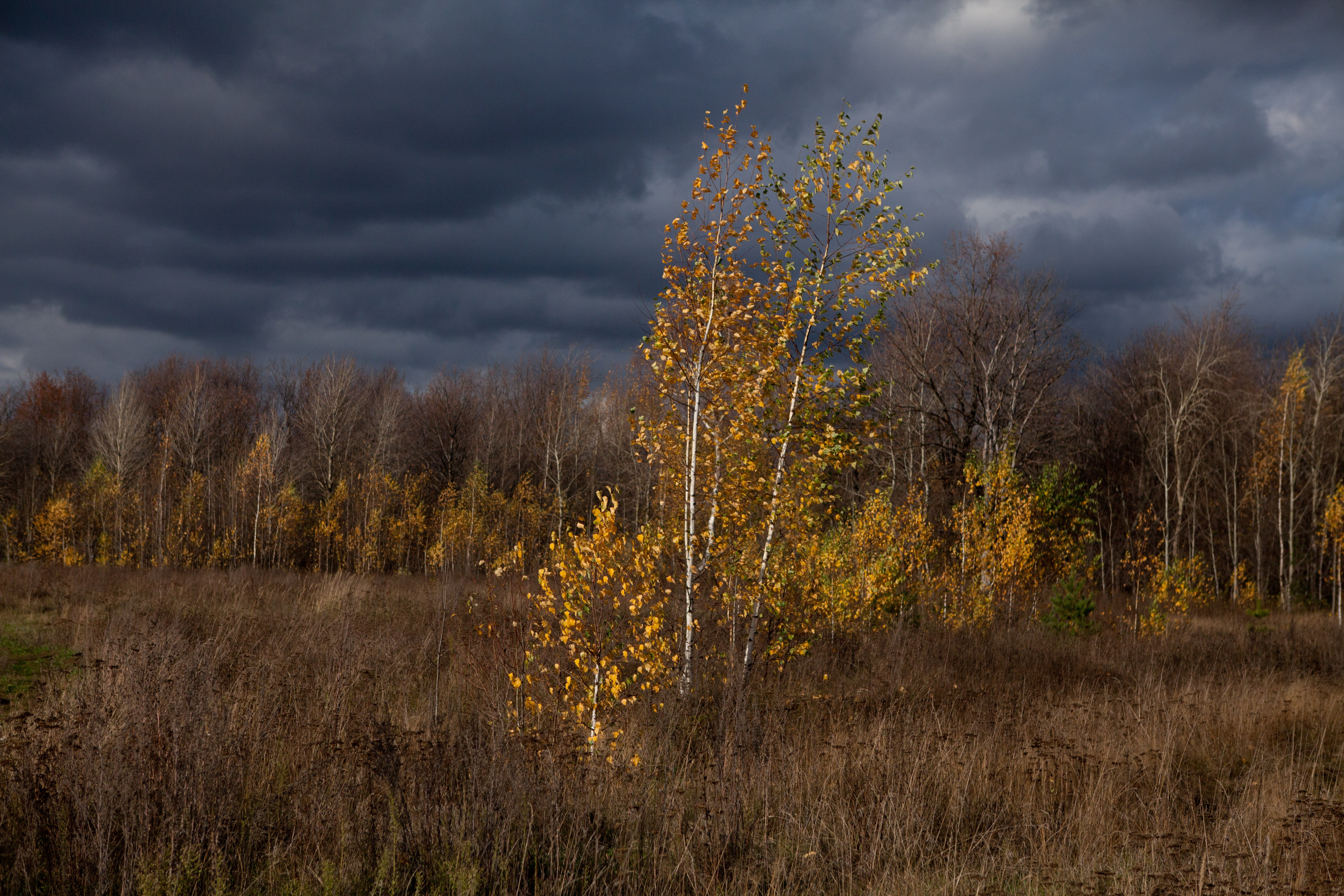 Laden Sie das Wolken, Bäume, Herbst, Natur-Bild kostenlos auf Ihren PC-Desktop herunter