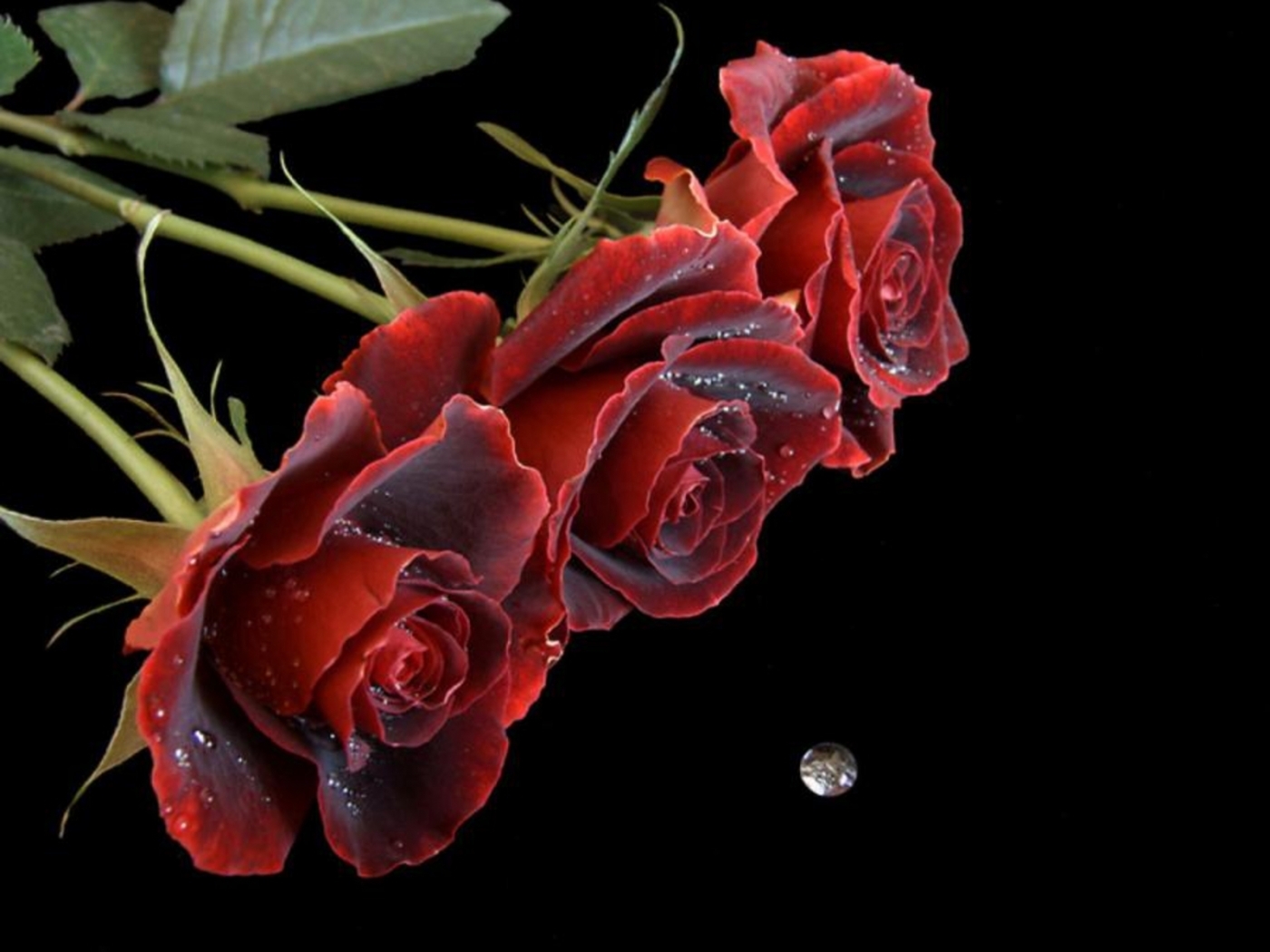 31334 завантажити картинку рози, рослини, квіти, чорний - шпалери і заставки безкоштовно