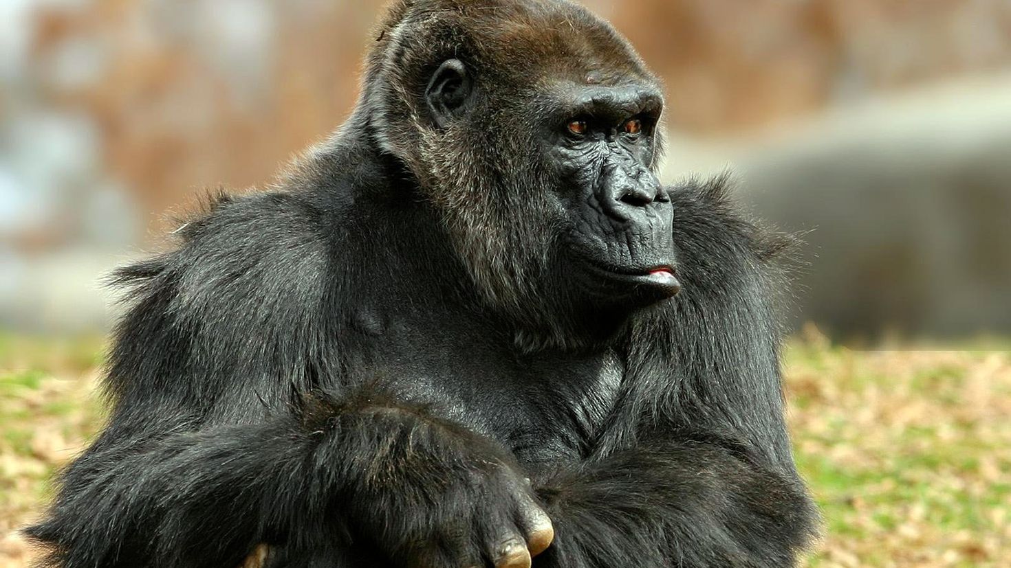 Gorilla animal. Обезьяна горилла. Горилла и шимпанзе. Монки горилла.
