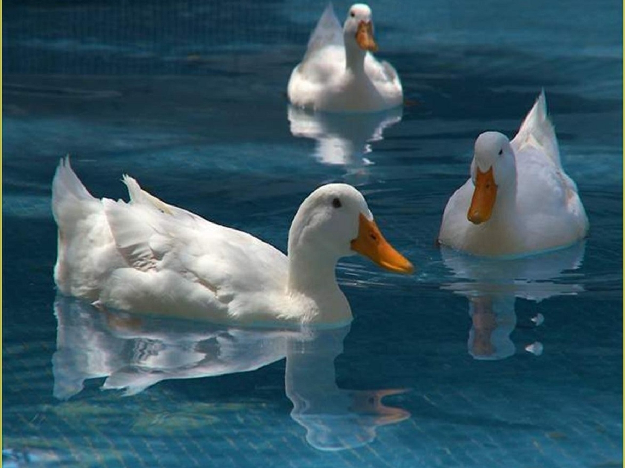 ducks, animals, birds Full HD