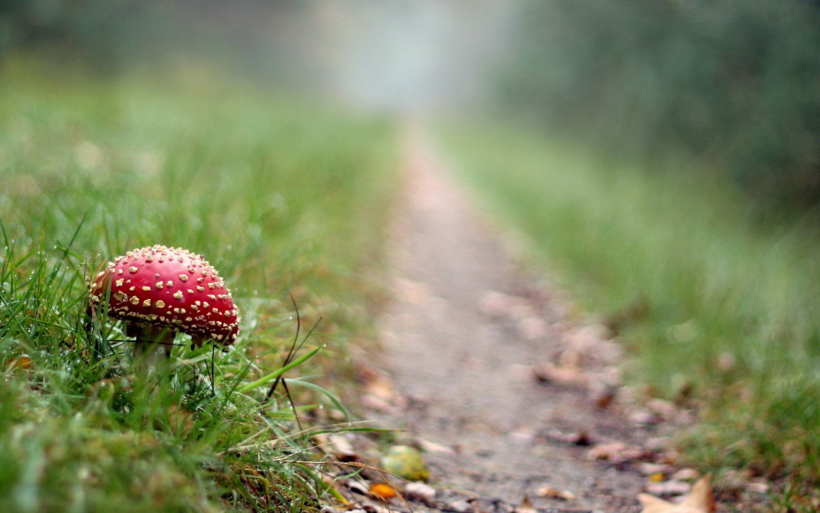 Download mobile wallpaper Grass, Fly Agaric, Path, Nature, Mushroom for free.