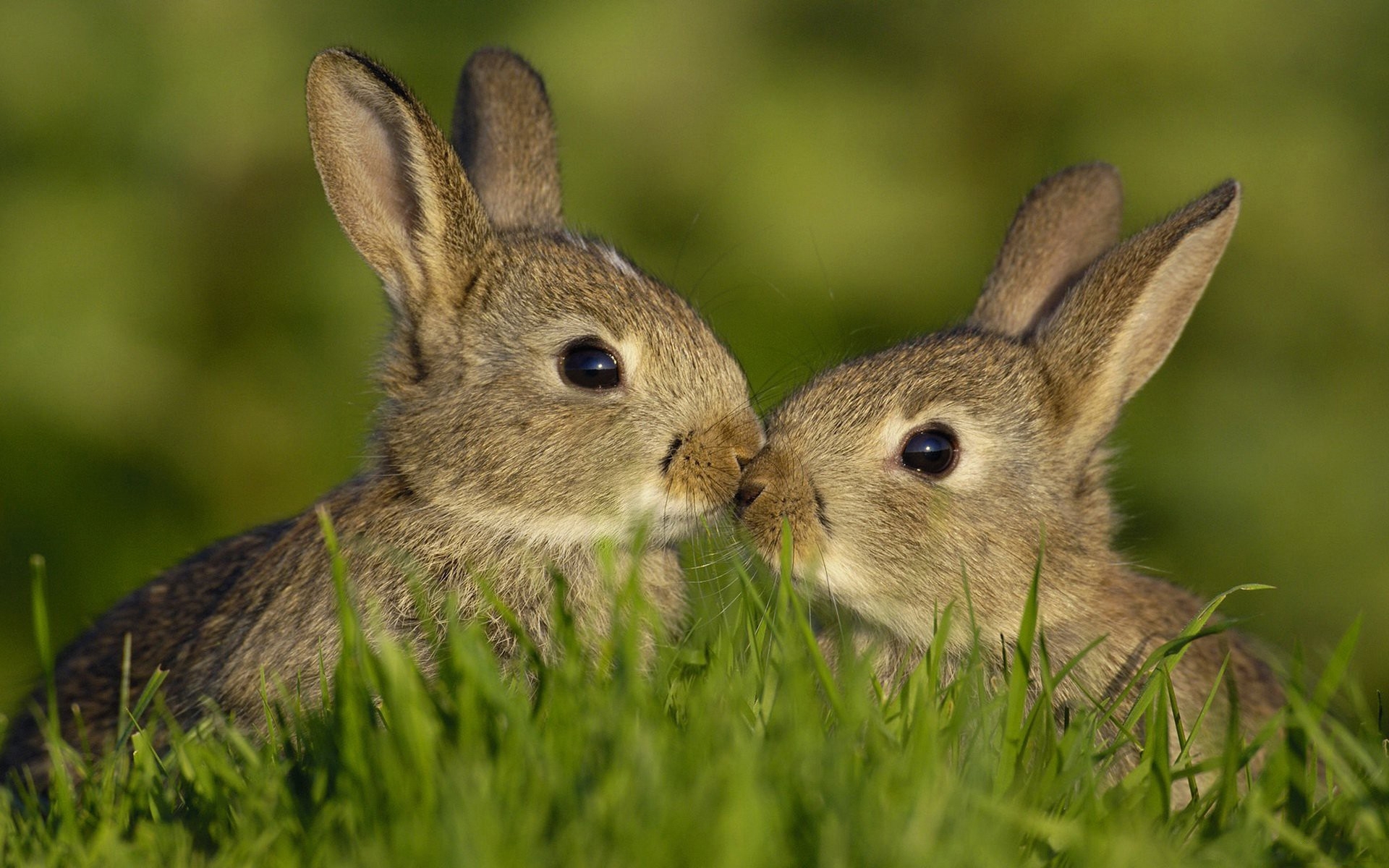 46138 Bild herunterladen kaninchen, tiere, gelb - Hintergrundbilder und Bildschirmschoner kostenlos