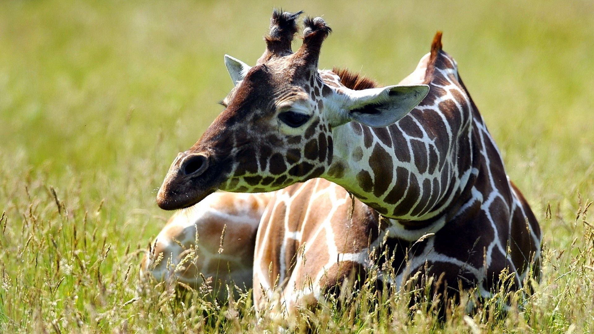 animals, grass, to lie down, lie, spotted, spotty, giraffe Image for desktop