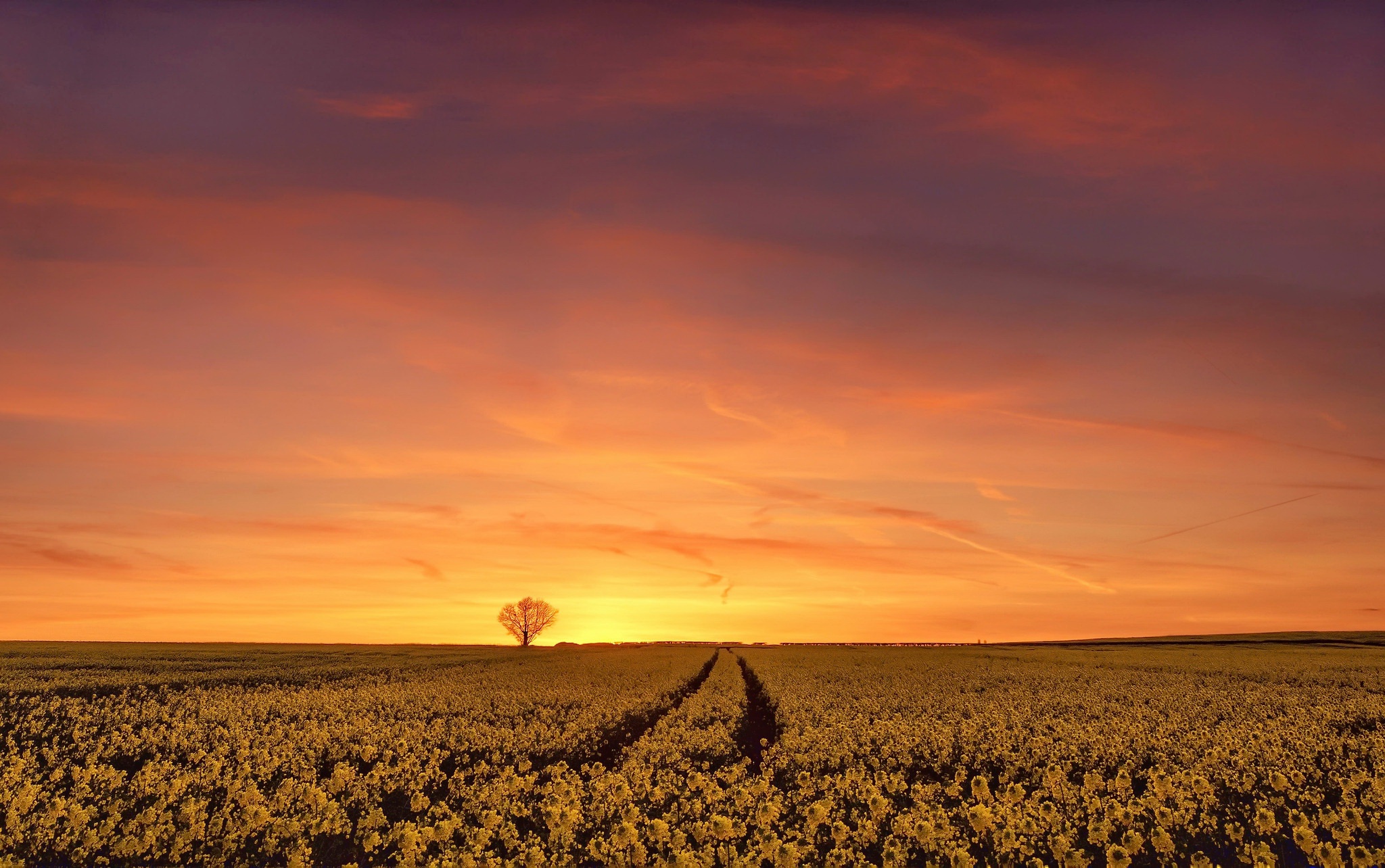 Красивые фото на закате на поле