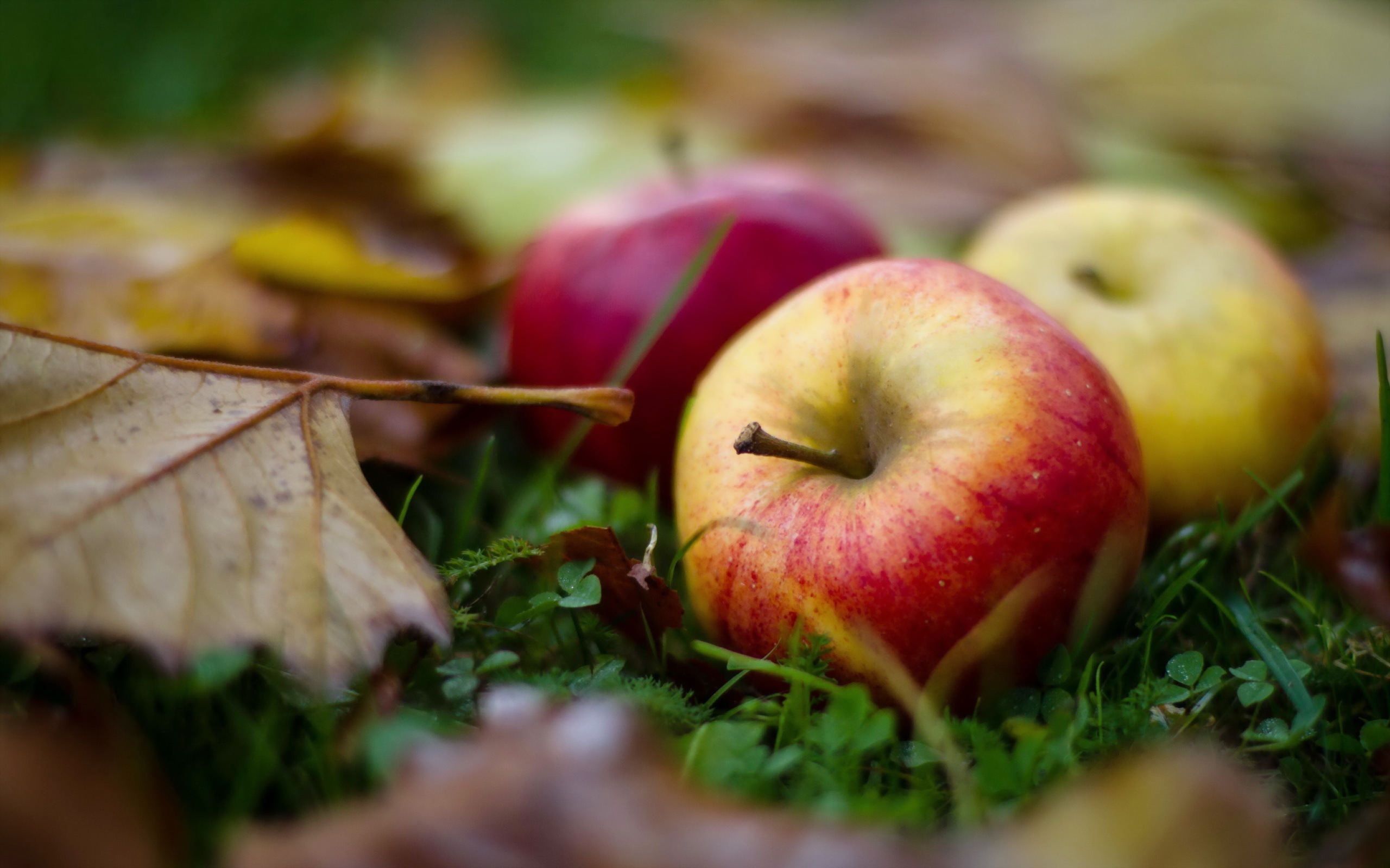 Download mobile wallpaper Leaves, Food, Plants, Apples, Autumn, Fruits for free.