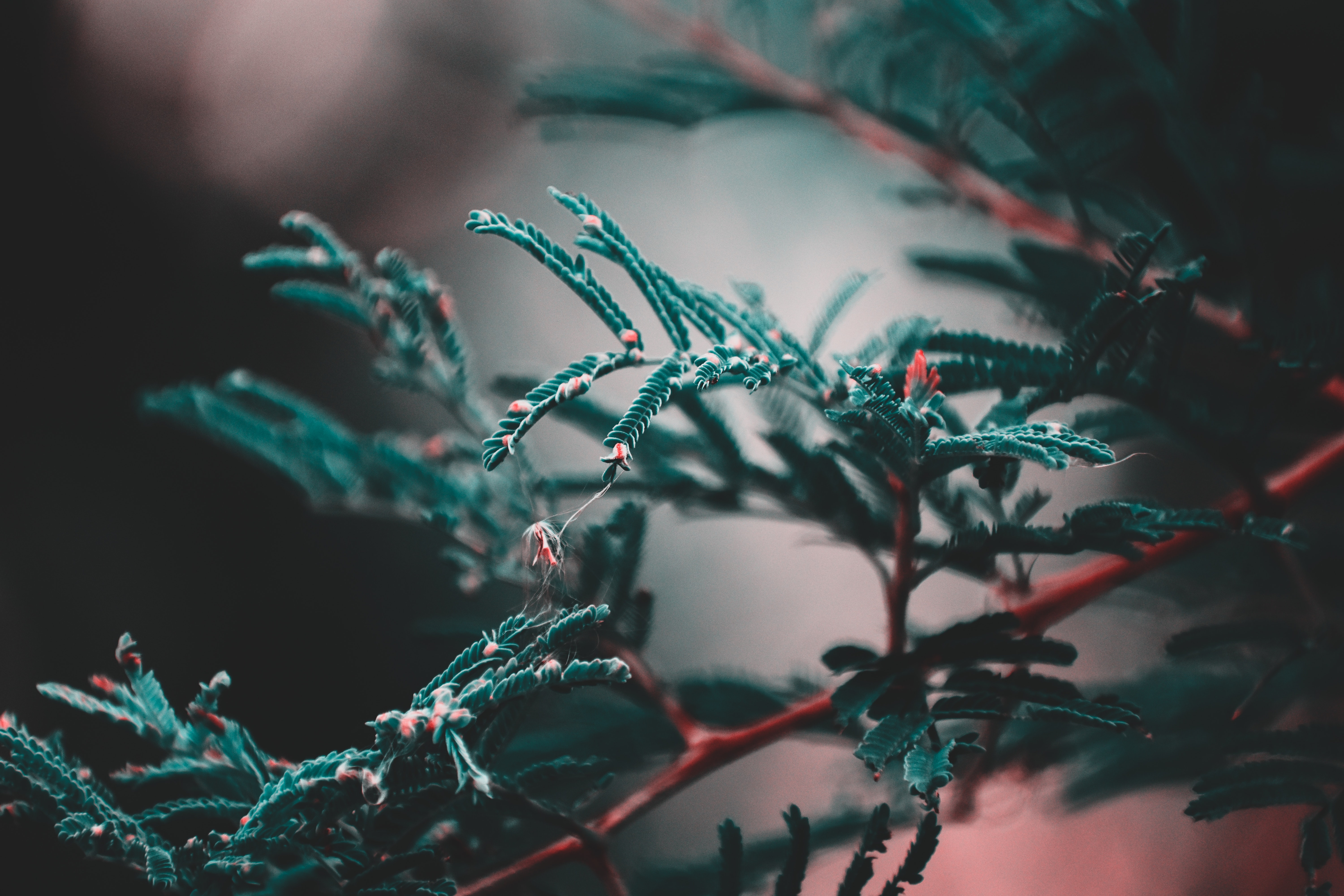 HD wallpaper blur, macro, green, leaves, plant, smooth, branch