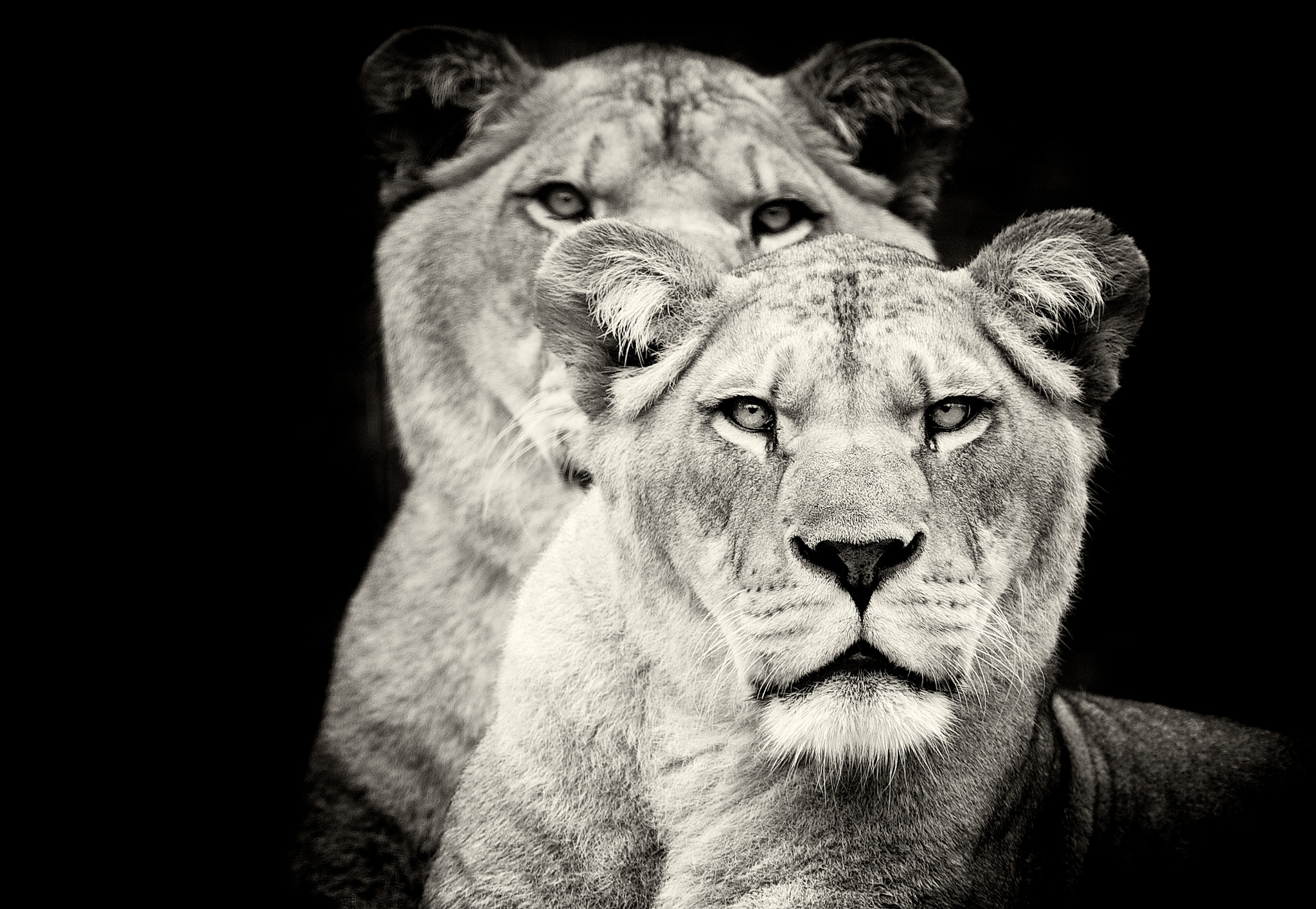 277273 descargar fondo de pantalla animales, león, blanco y negro, leona, gatos: protectores de pantalla e imágenes gratis