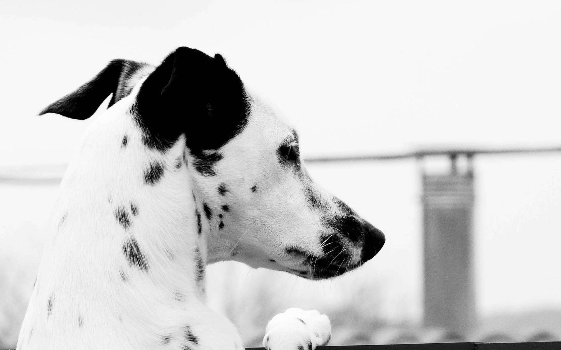 Download mobile wallpaper Head, Animals, Dalmatian, Dog, Spots, Stains for free.