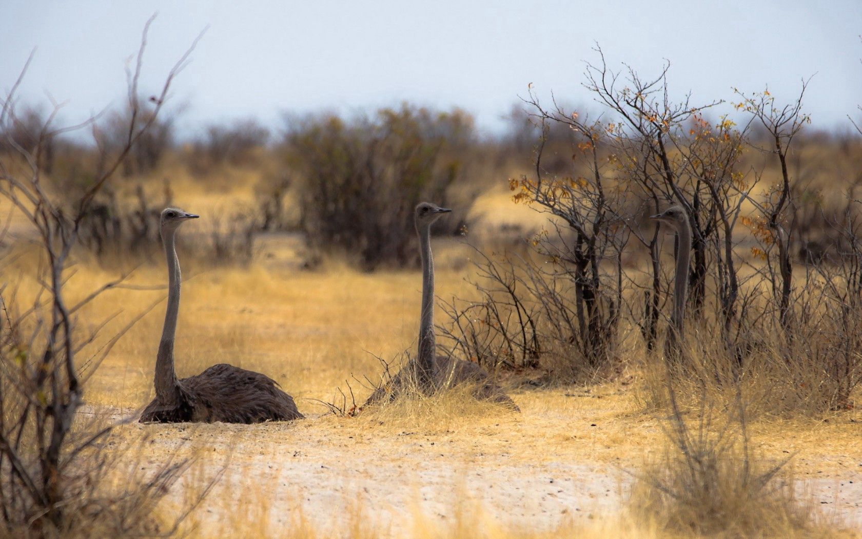 nature, animals, ostrich, africa