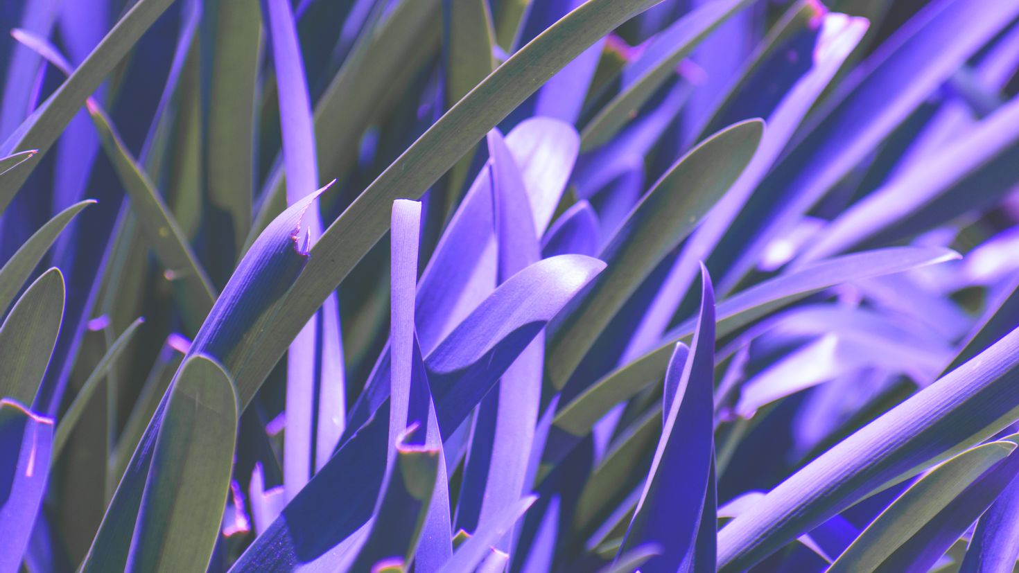 Фиолетовый неон и растения