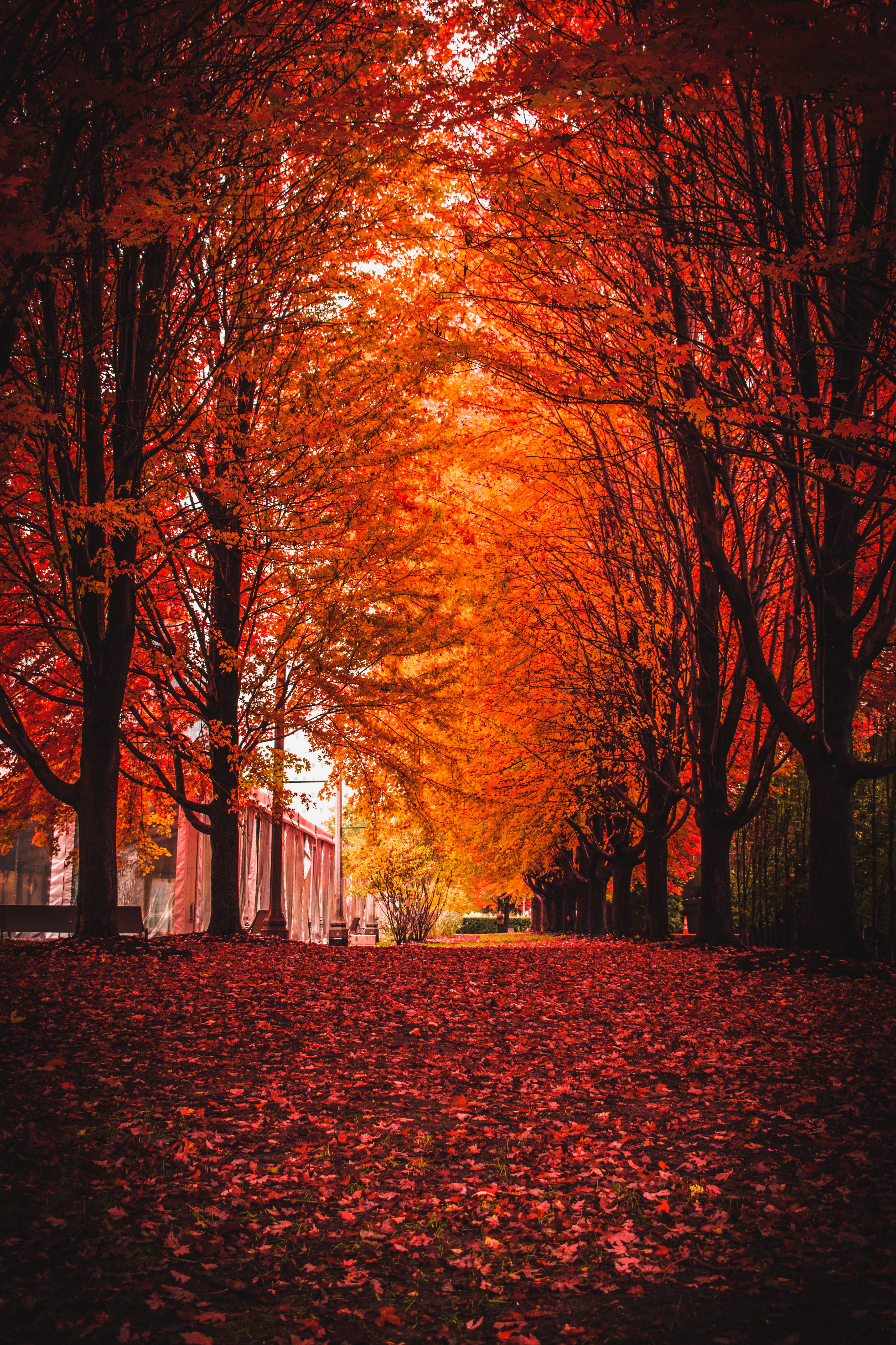 autumn, foliage, nature, trees, park HD wallpaper