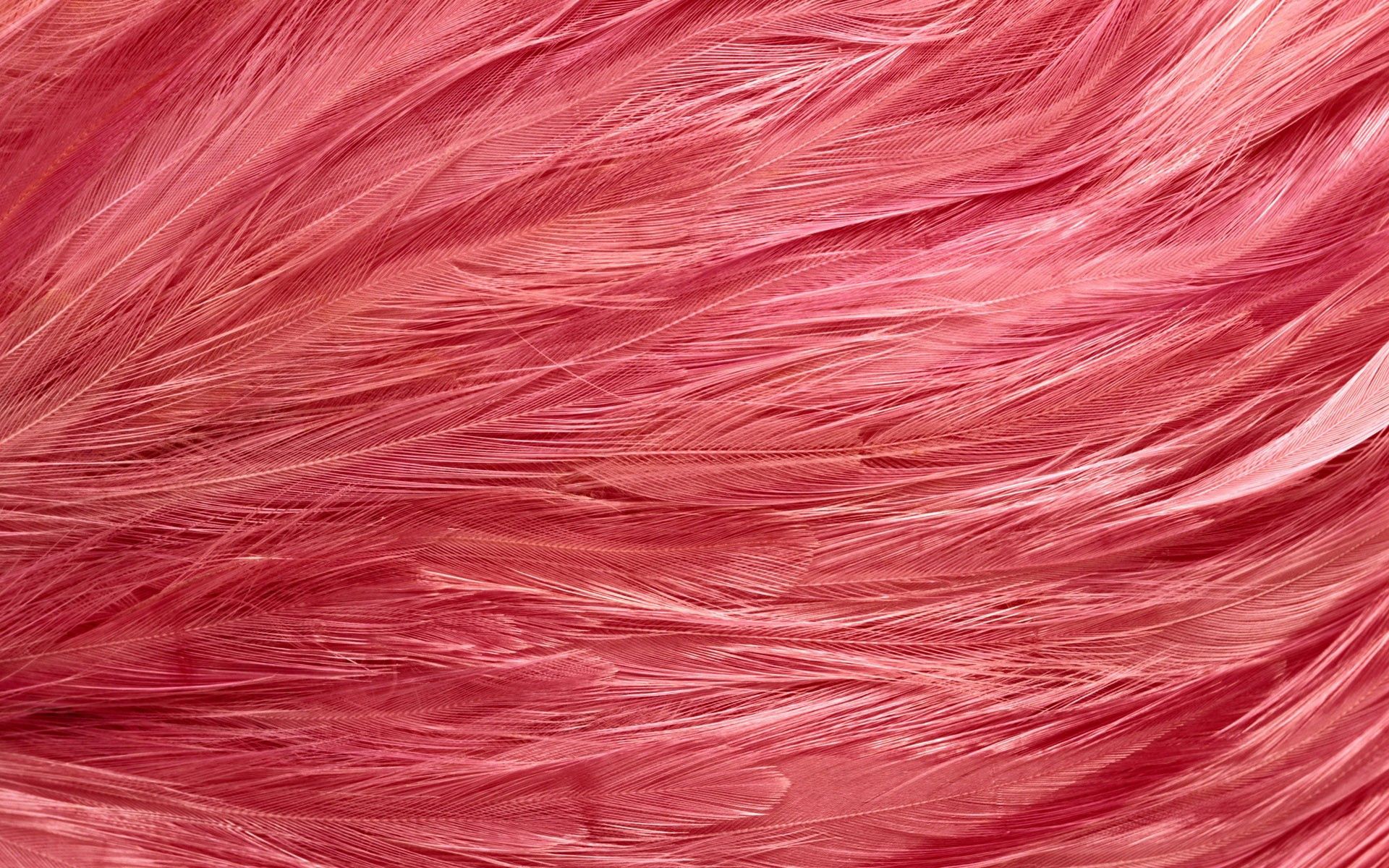 Free download wallpaper Textures, Color, Feather, Bright, Texture, Form on your PC desktop