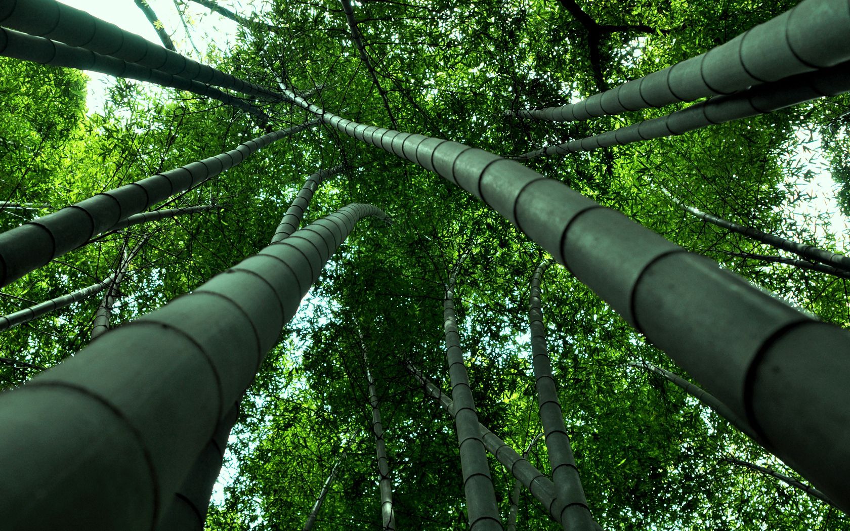 Download mobile wallpaper View, From Below, Nature, Bamboo for free.