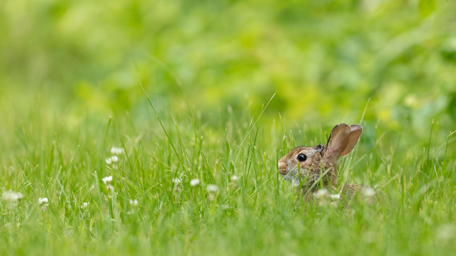 Grass animals. Кролик в траве. Кролик на травке. Красивый кролик в траве. Крольчонок в траве.