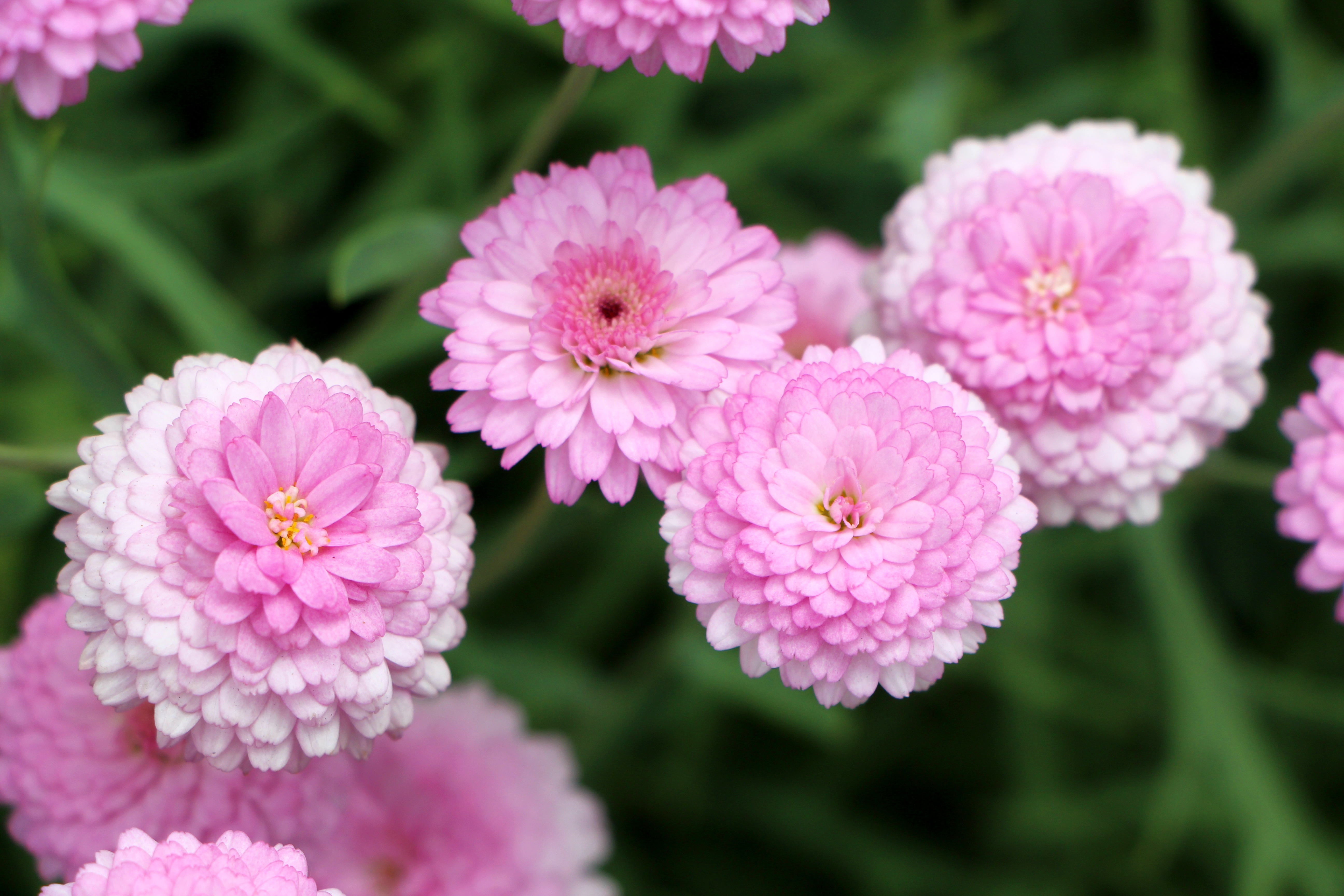Laden Sie das Chrysantheme, Rosa, Blumen-Bild kostenlos auf Ihren PC-Desktop herunter