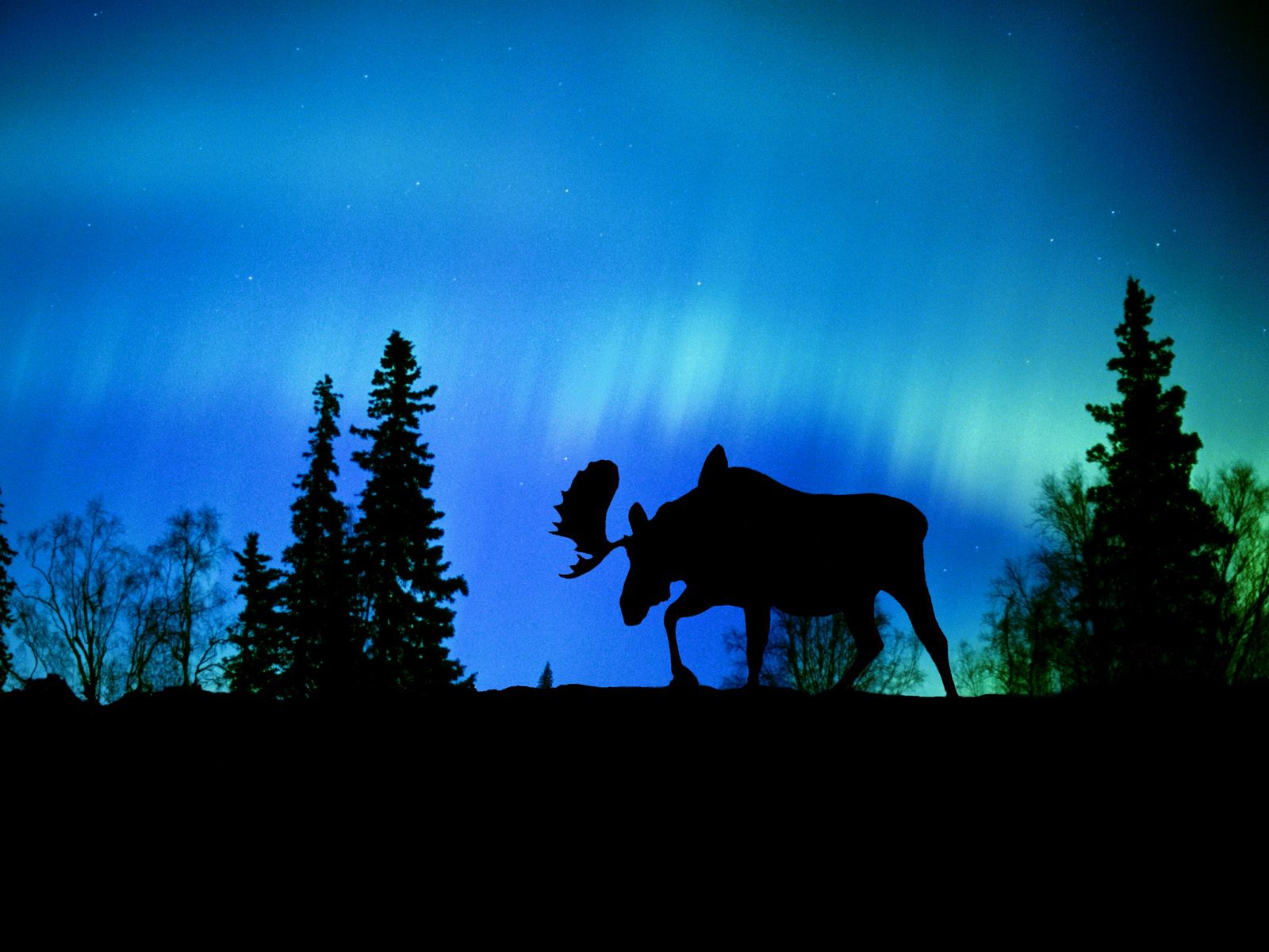 moose, artistic, nature, moon