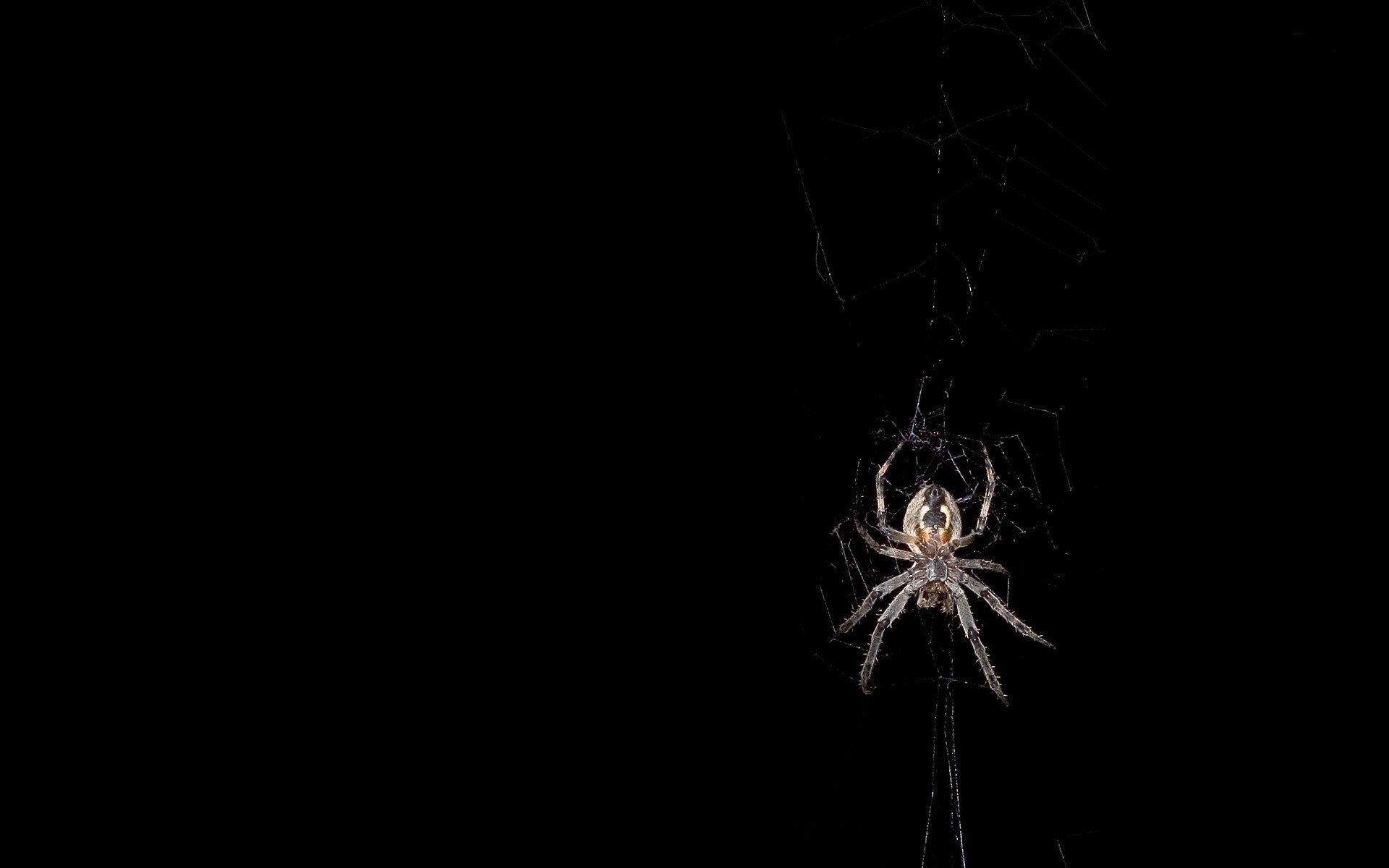 spiders, animal, spider mobile wallpaper