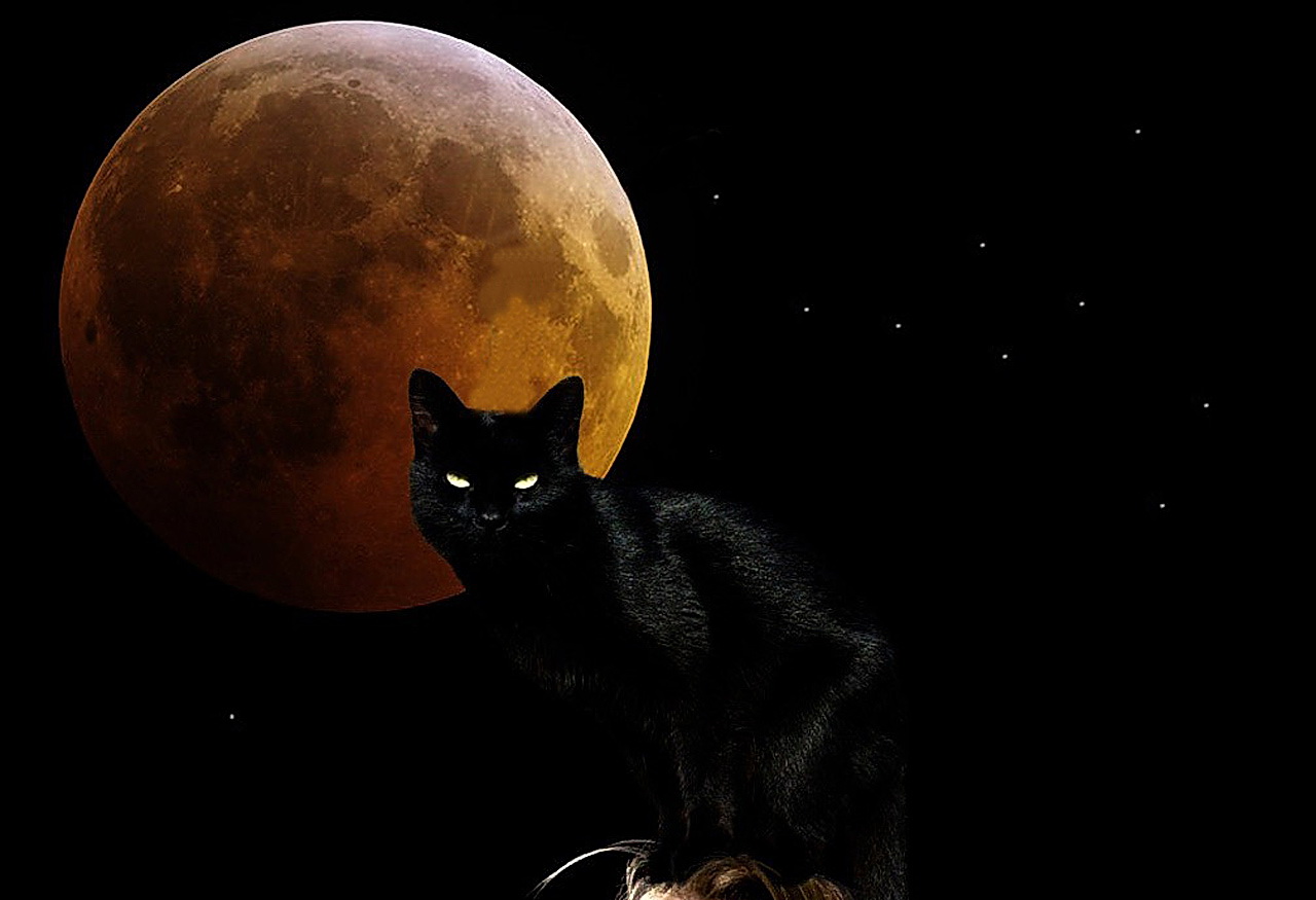 1437039 скачать обои черный, кошка, животные, луна - заставки и картинки бесплатно