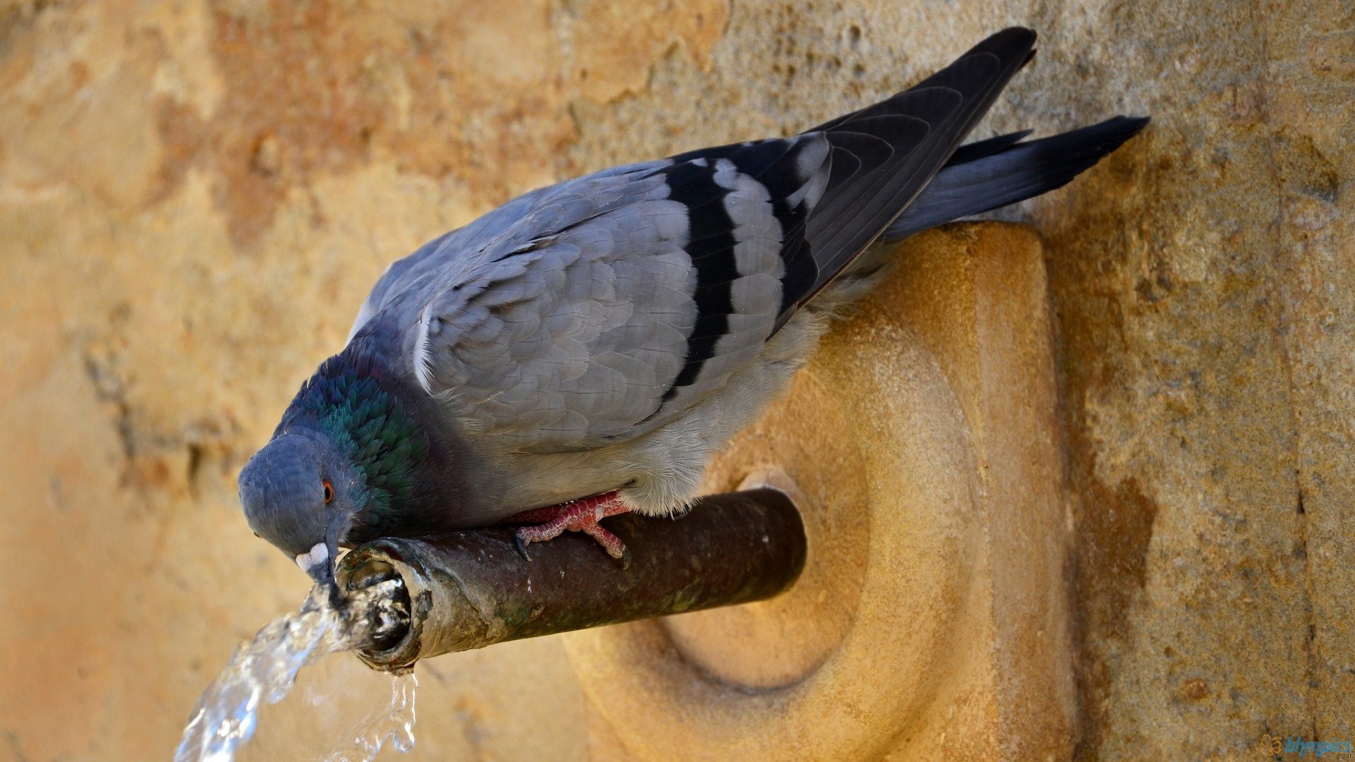 Как птицы пьют воду