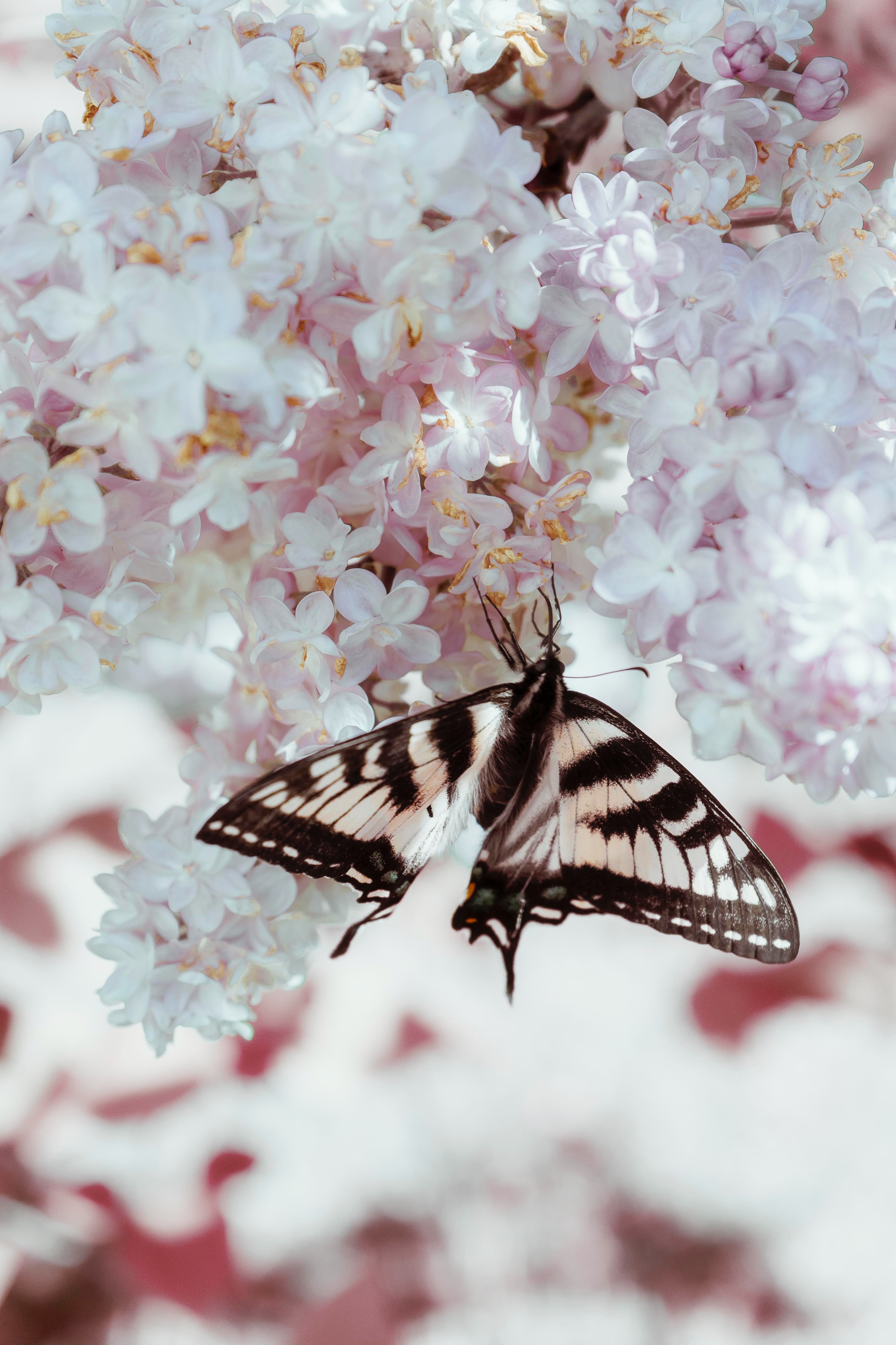 butterfly, animals, flowers, lilac, pattern, wings phone wallpaper