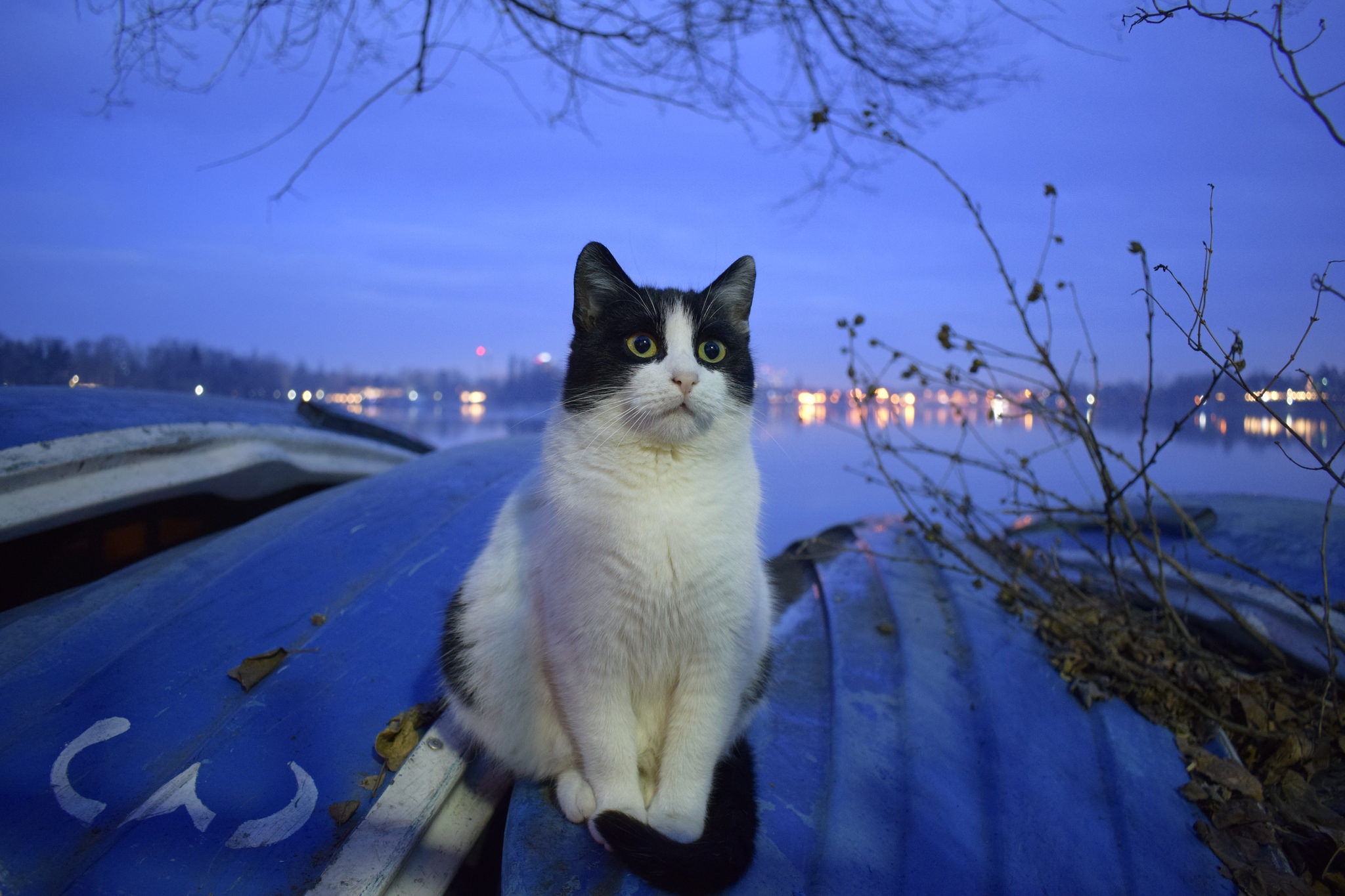 Nightcat 1. Кот на крыше. Коты сидят. Ночной кот. Коты в ночном городе.