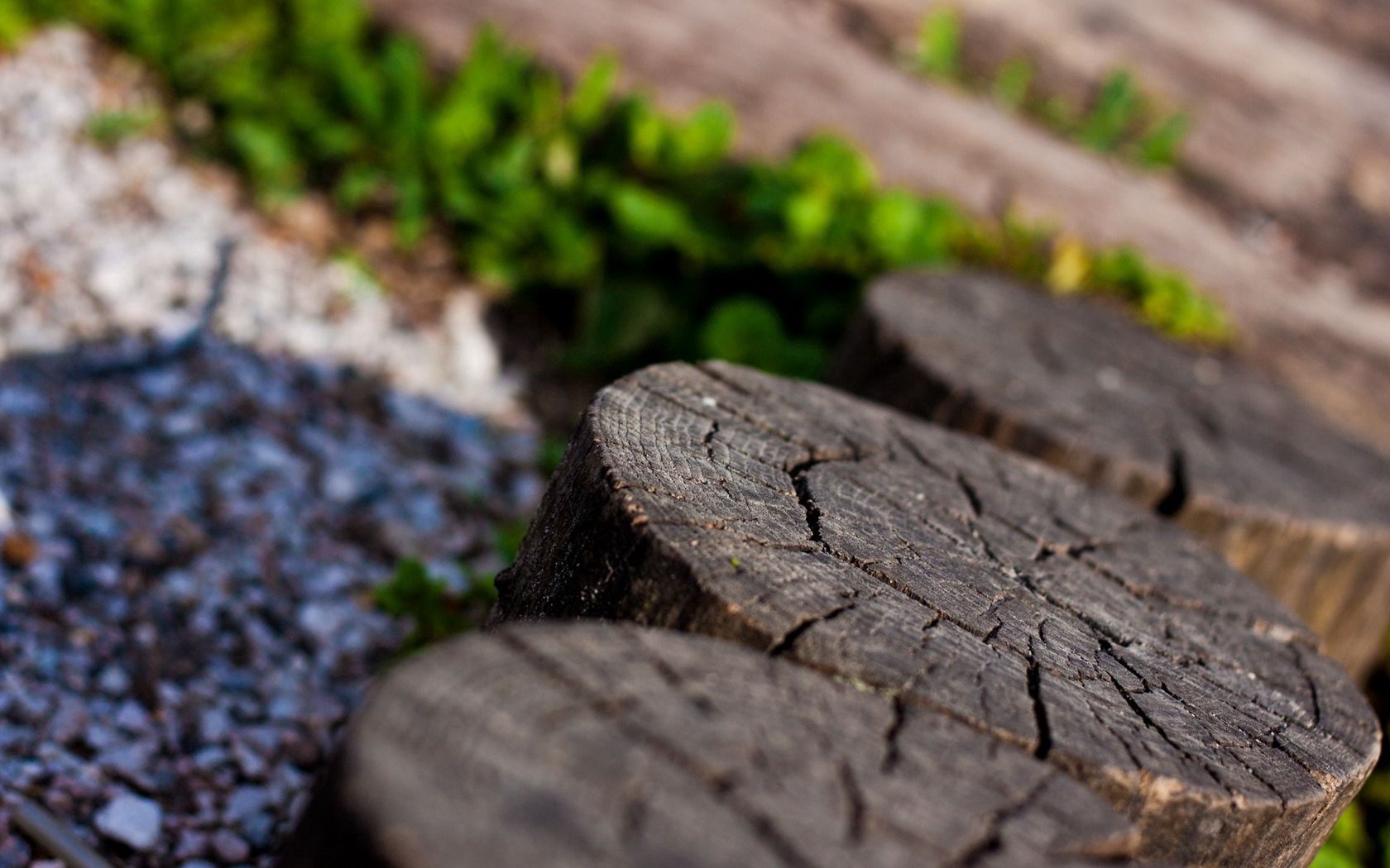 wooden, background, macro, wood, stump, penek, macro photography Phone Background