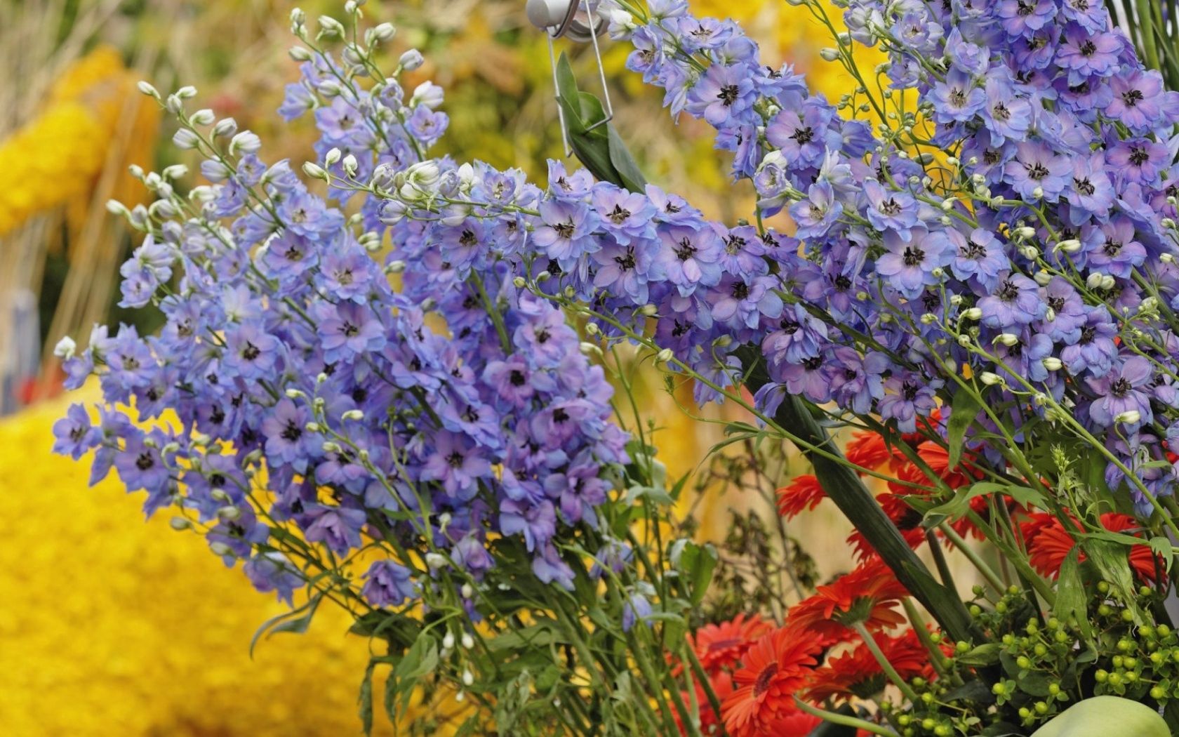 dahlias, flowers, composition High Definition image