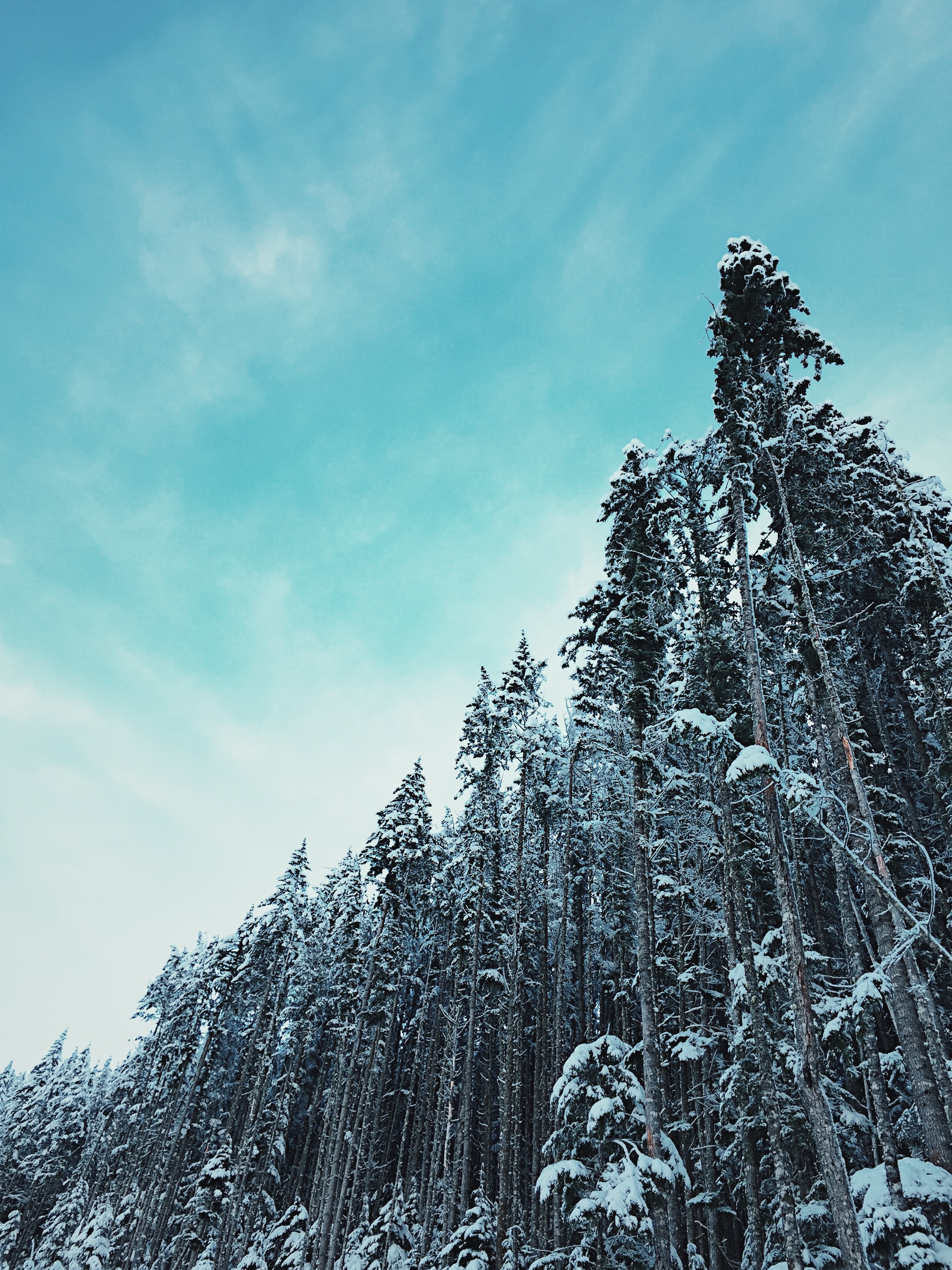122828 Hintergrundbild herunterladen winter, natur, bäume, sky, nach oben, wald, oberteile, schneebedeckt, snowbound - Bildschirmschoner und Bilder kostenlos