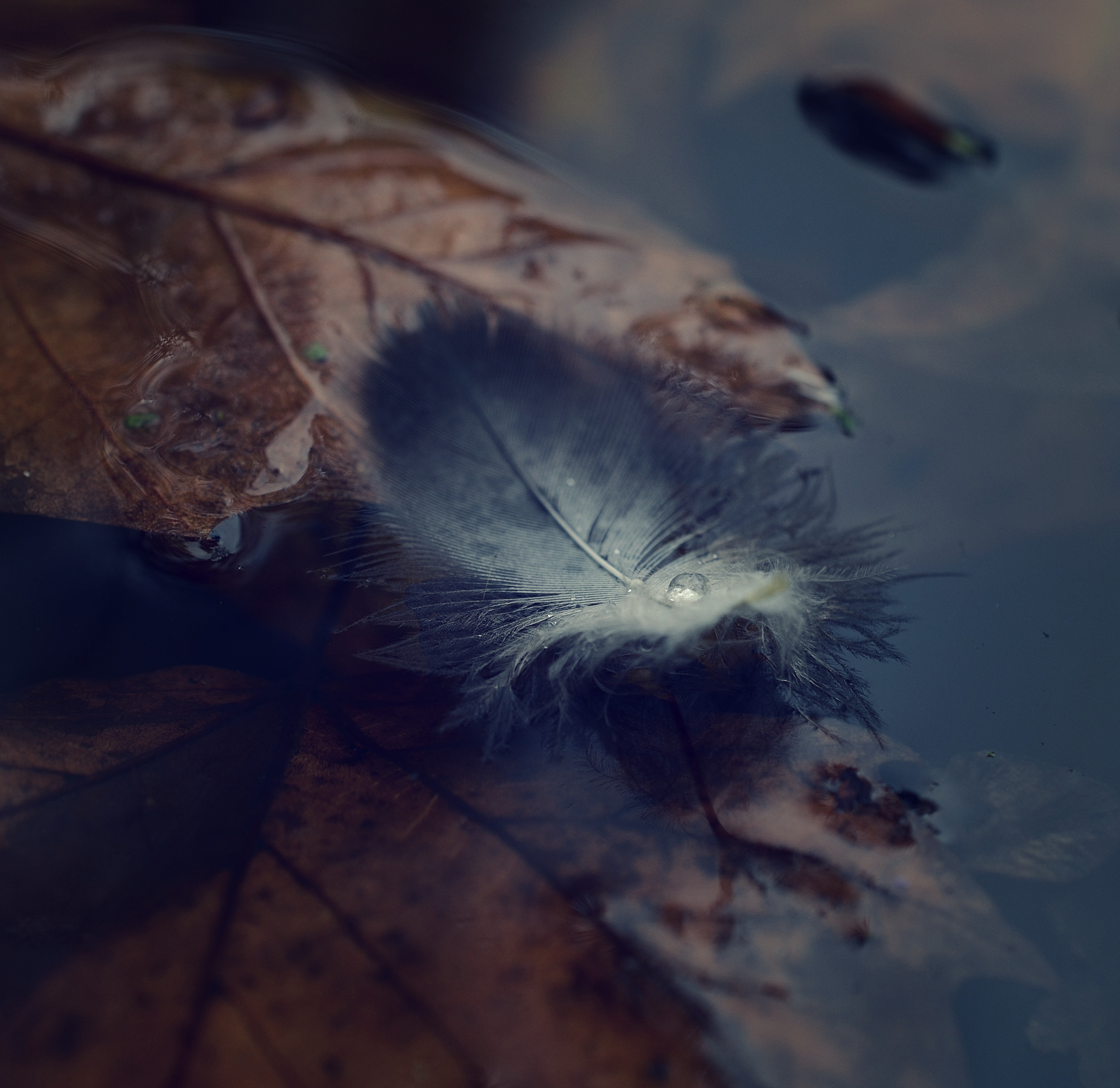 feather, autumn, water, macro, pen, ease