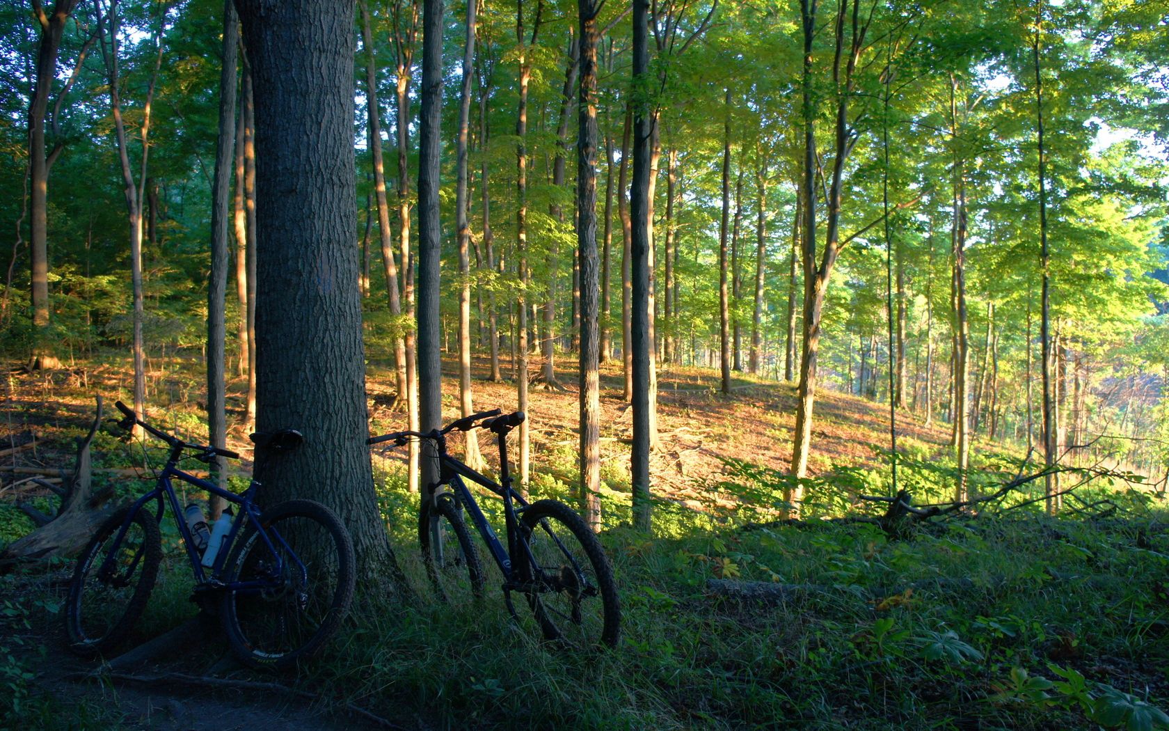 55404 скачать обои велосипеды, природа, деревья, лес - заставки и картинки бесплатно