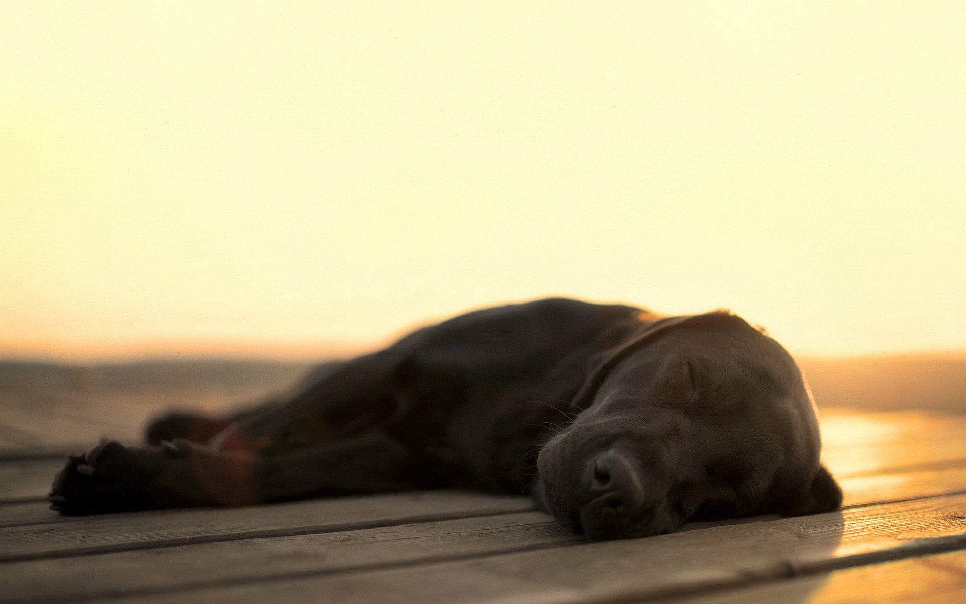 animals, dog, labrador, asleep, sleeps High Definition image