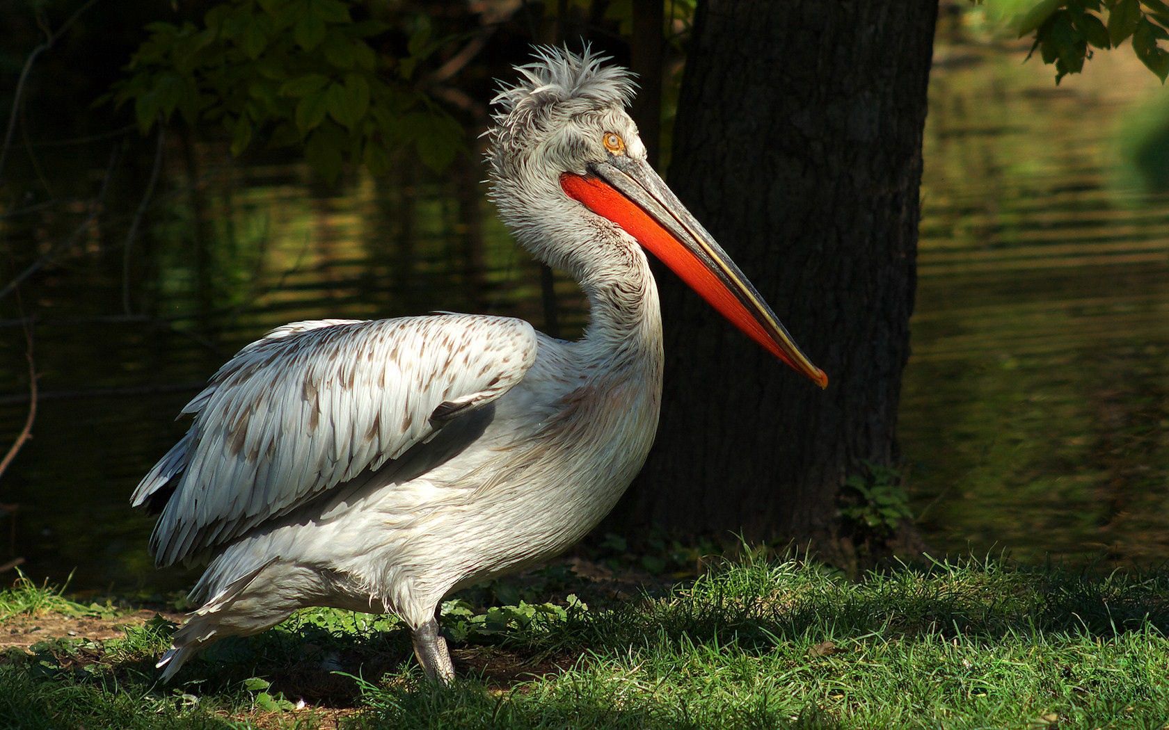Download mobile wallpaper Pelican, Big Beak, Animals, Trees, Grass, Color for free.