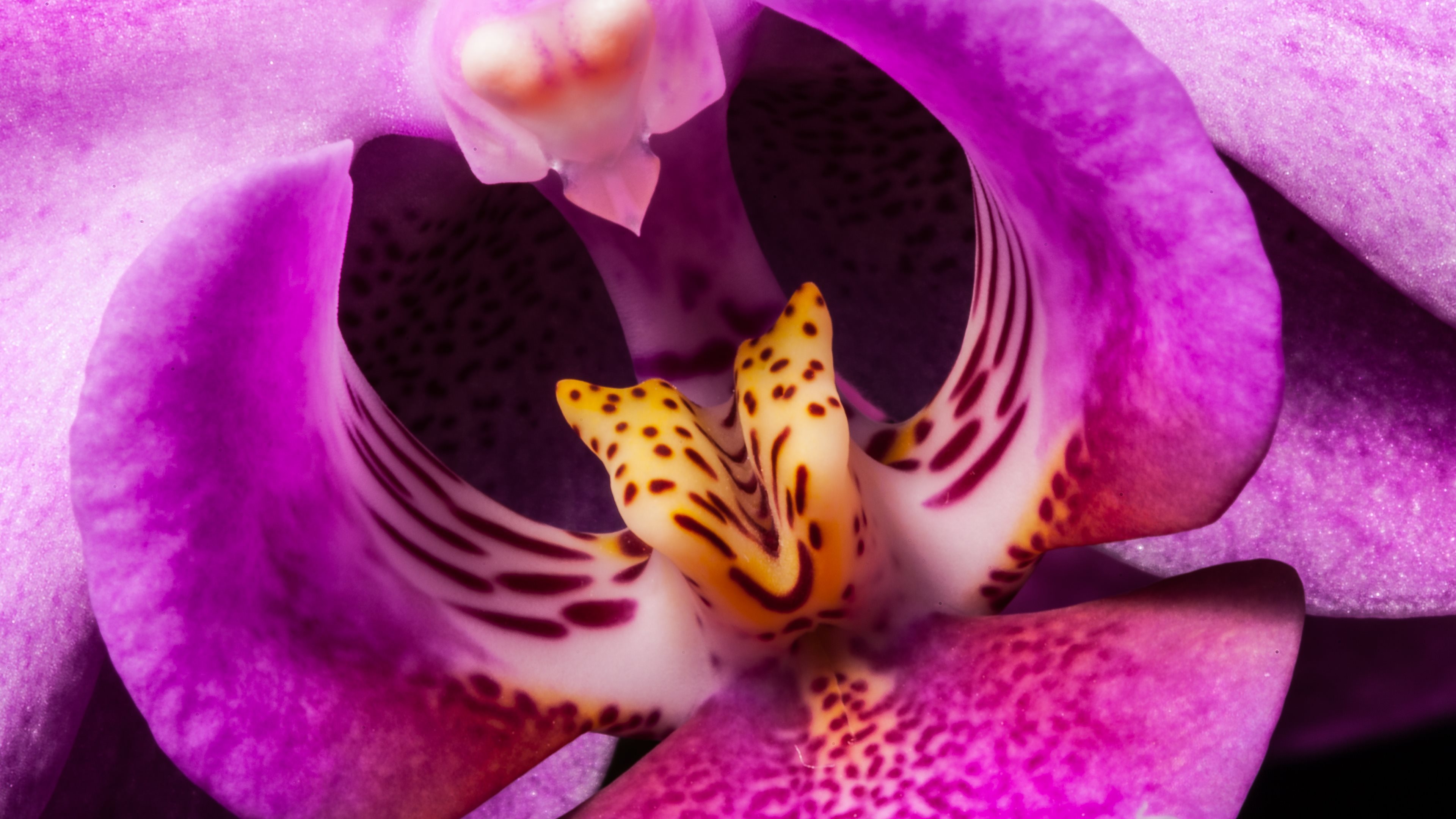 Орхидея необычные природные расцветки
