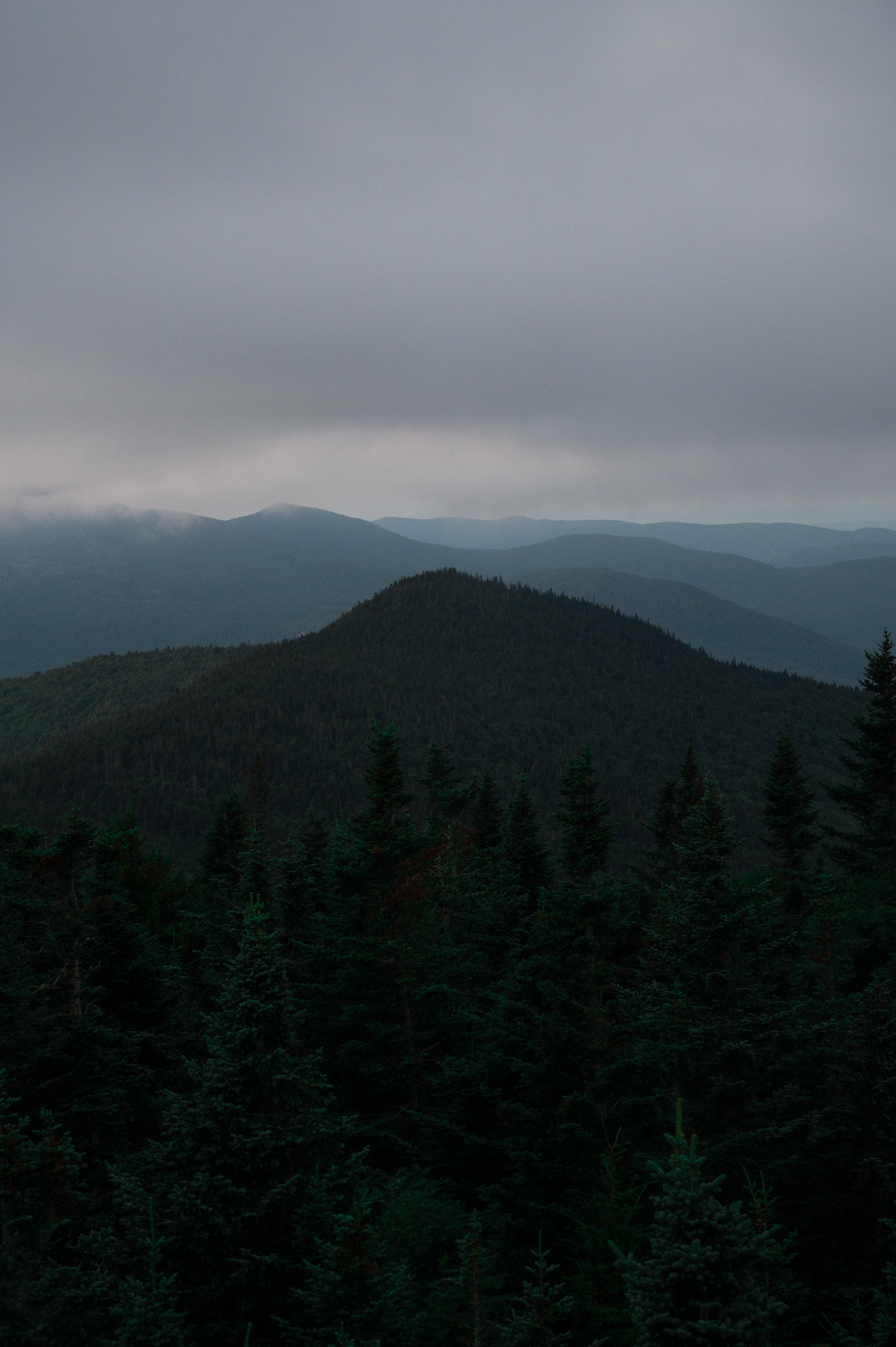 nature, trees, forest, fog, spruce, fir, hills 1080p