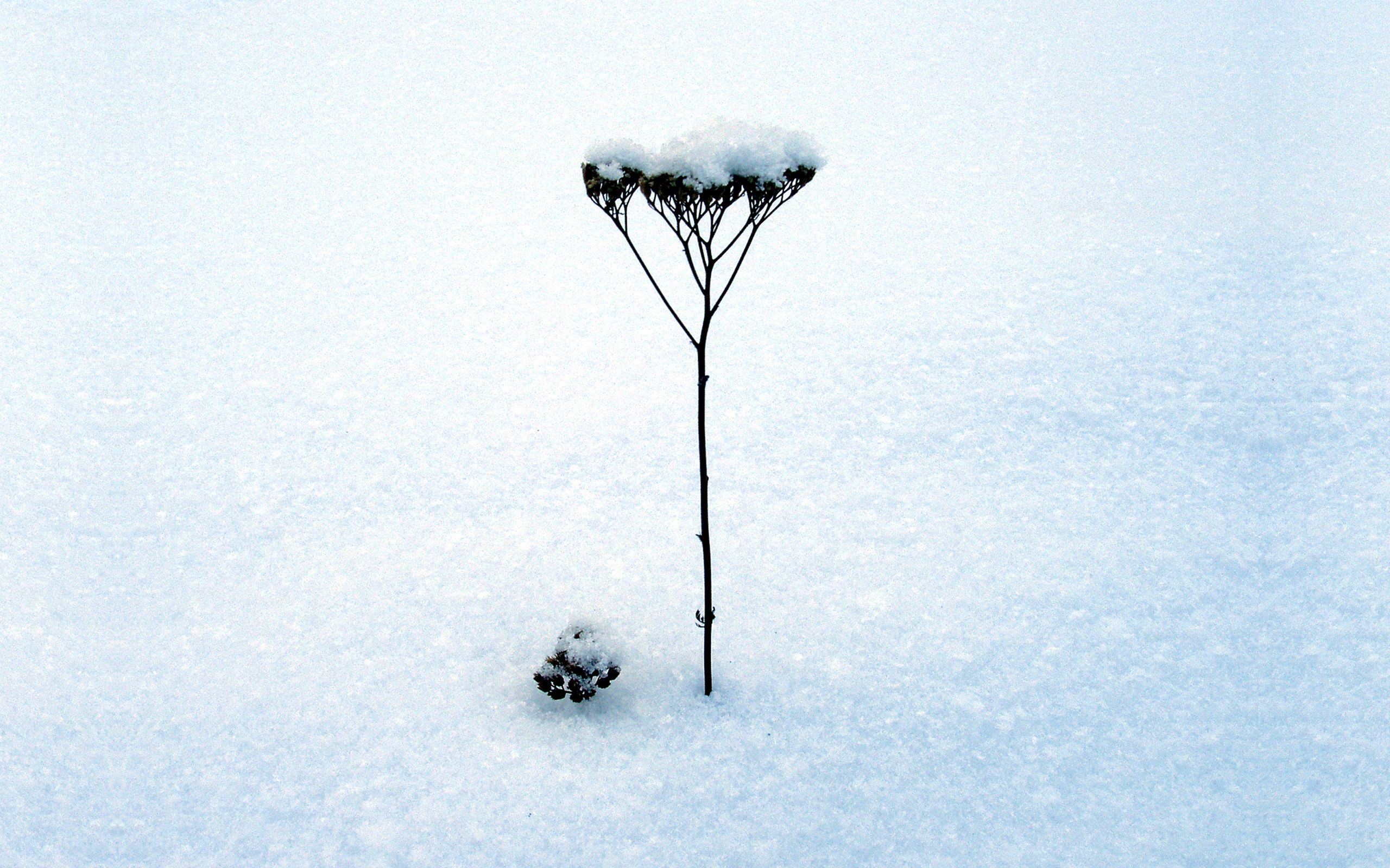 119268 завантажити картинку мінімалізм, зима, сніг, сухий, стебло, травинка, леза, суха, суцвіття - шпалери і заставки безкоштовно