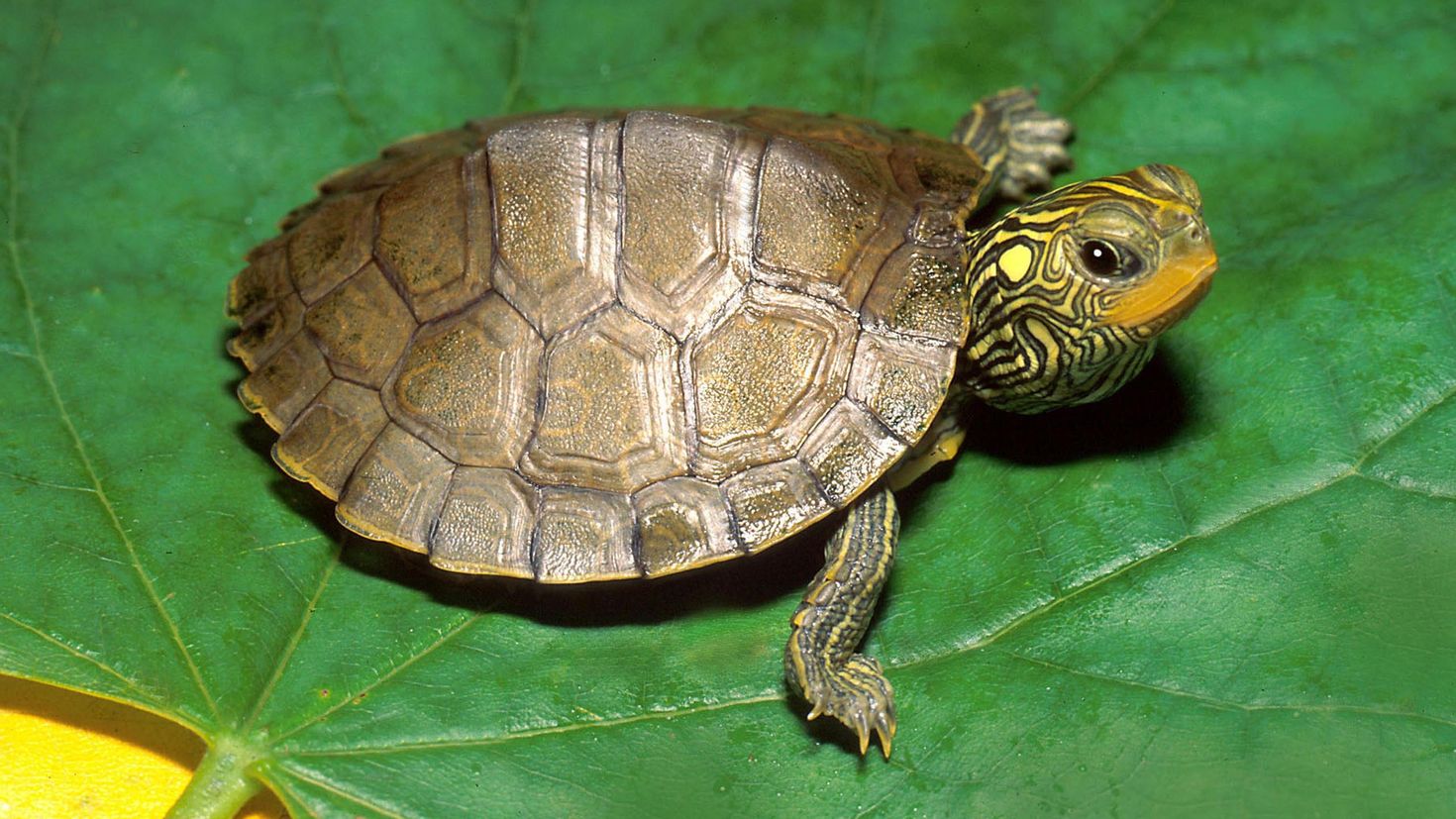 Черепашка картинка. Карапакс у черепахи. Цвет панциря черепахи. Черепашка 46. Сибирские расцветки черепах.