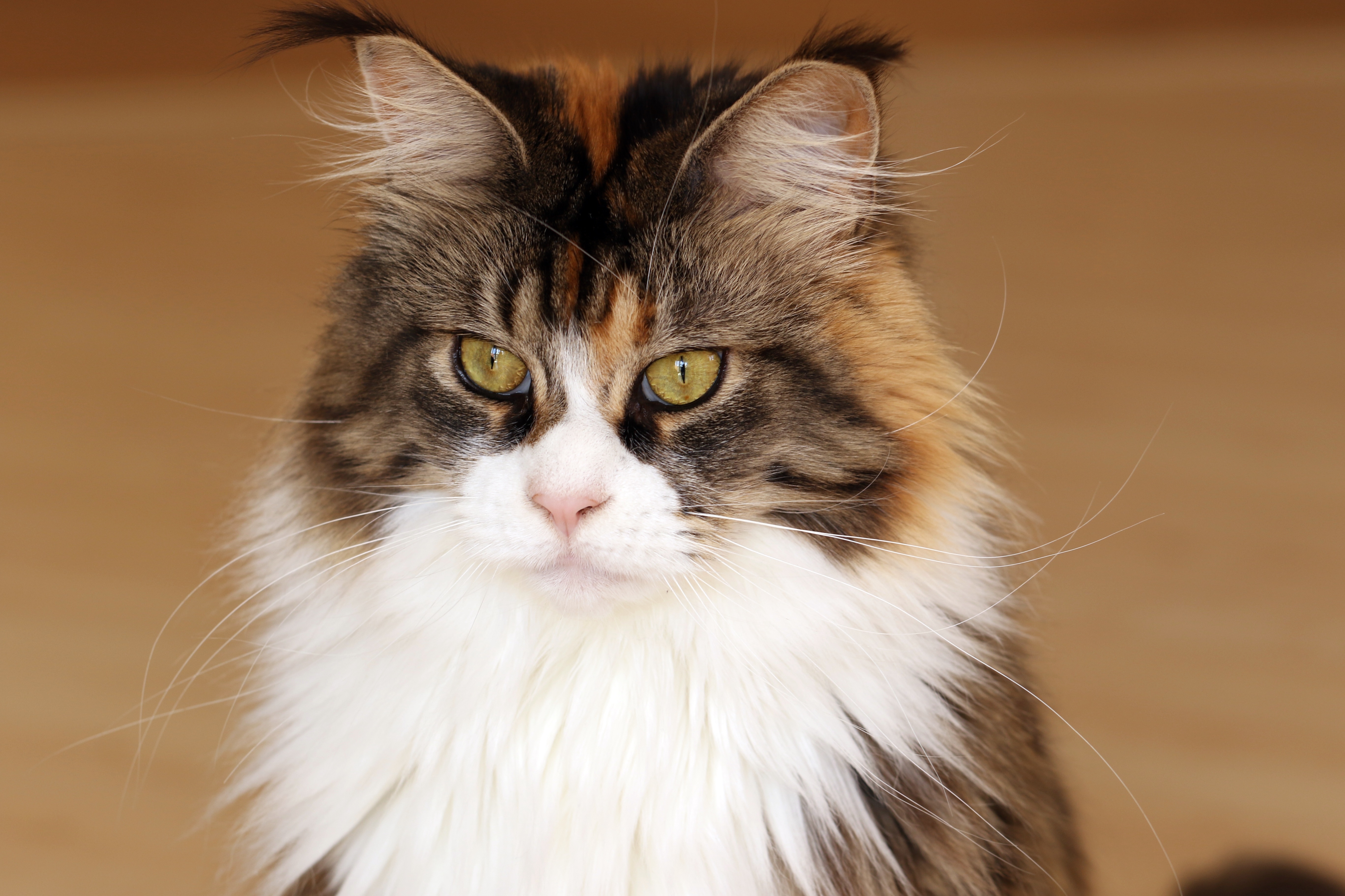 maine coon, animal, cat, cats 8K