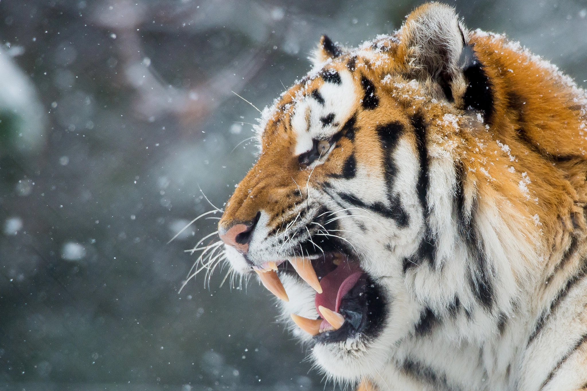 Download PC Wallpaper animal, tiger, roar, snowfall, cats