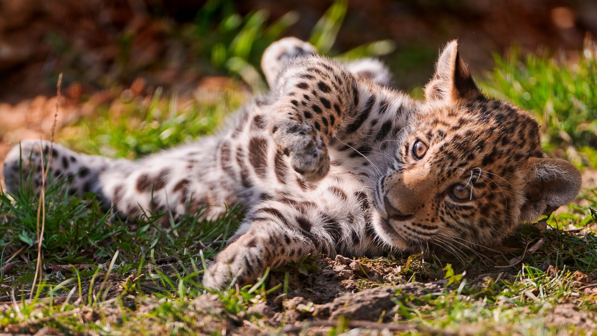 256187 Bild herunterladen tiere, jaguar, katzen - Hintergrundbilder und Bildschirmschoner kostenlos