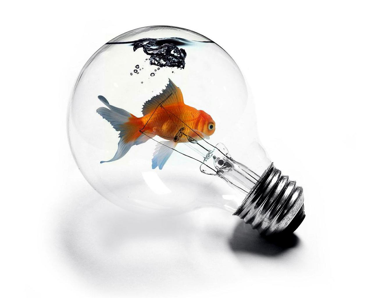 Desktop FHD goldfish, fish, light bulb, animal