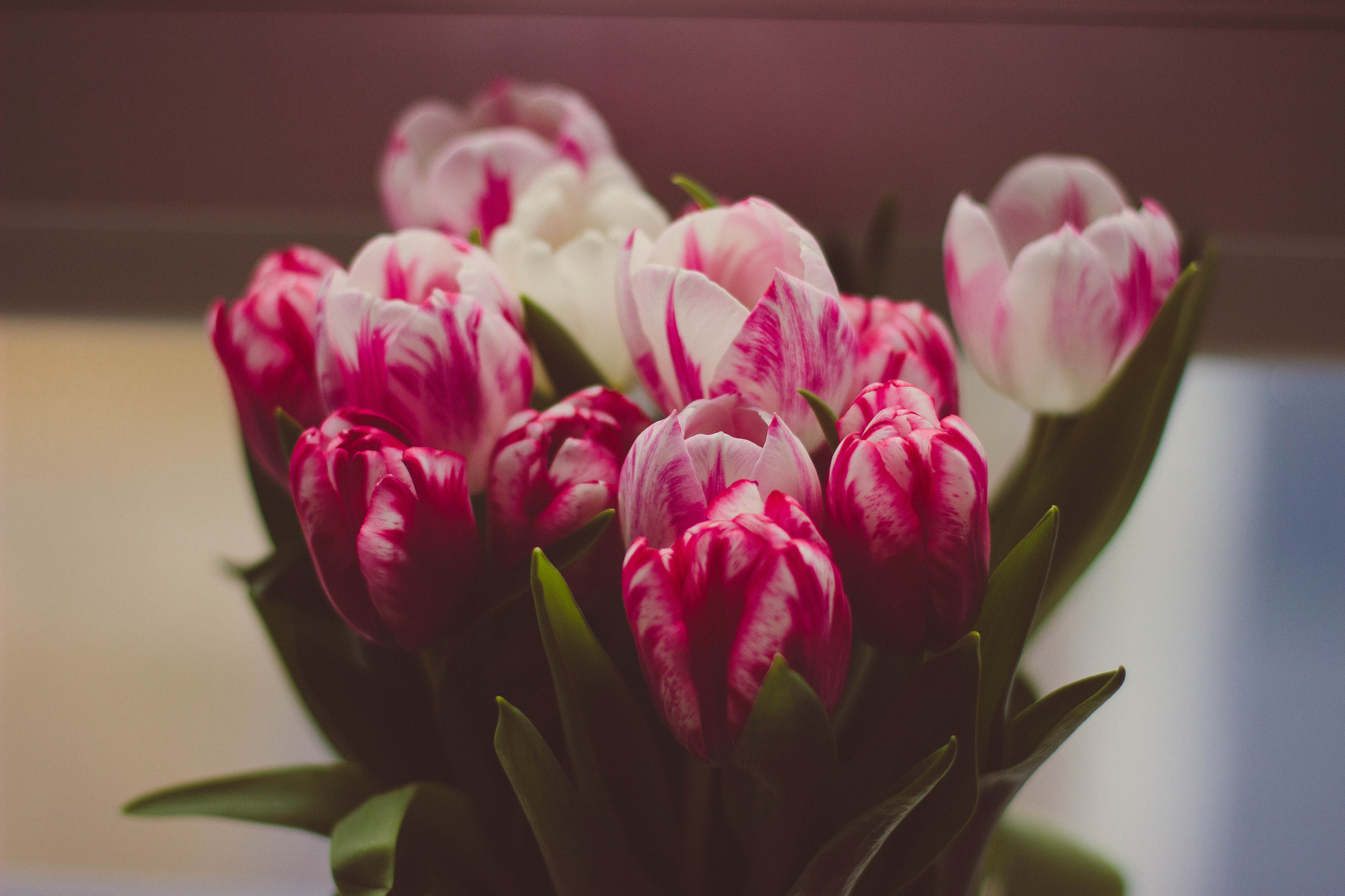 139603 descargar imagen flores, tulipanes, ramo, sensibilidad, ternura: fondos de pantalla y protectores de pantalla gratis